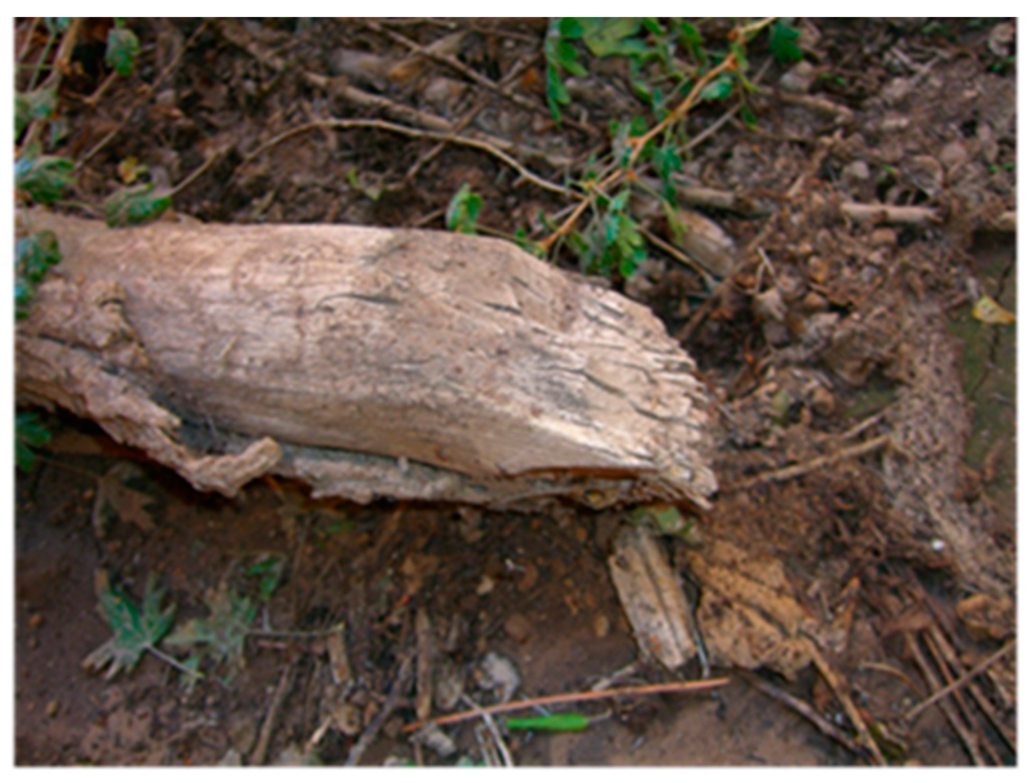 Forests 13 00281 g002