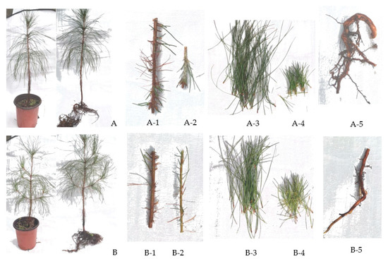 Forests 13 00283 g0a1 550