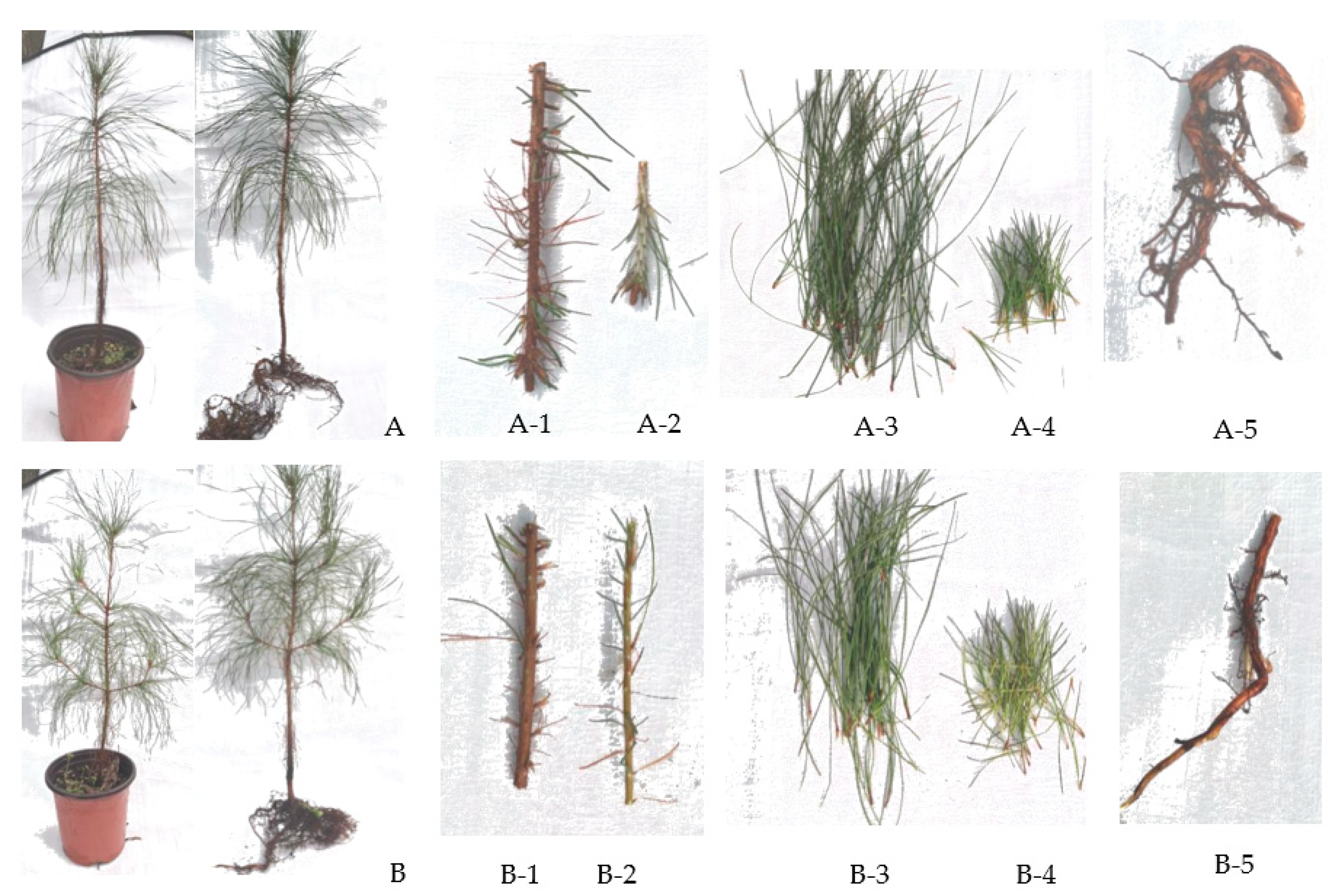 Forests 13 00283 g0a1