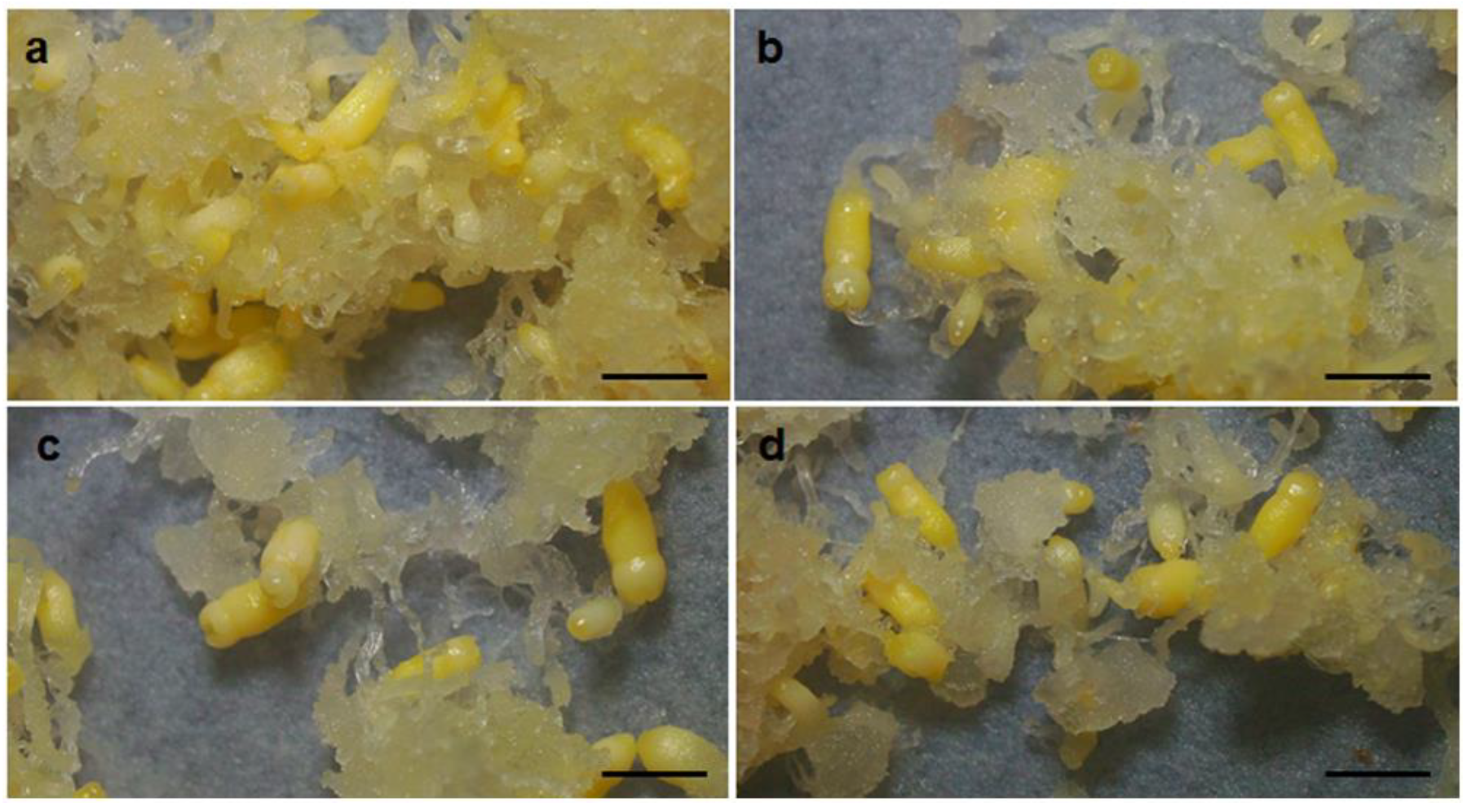 Forests 13 00288 g001