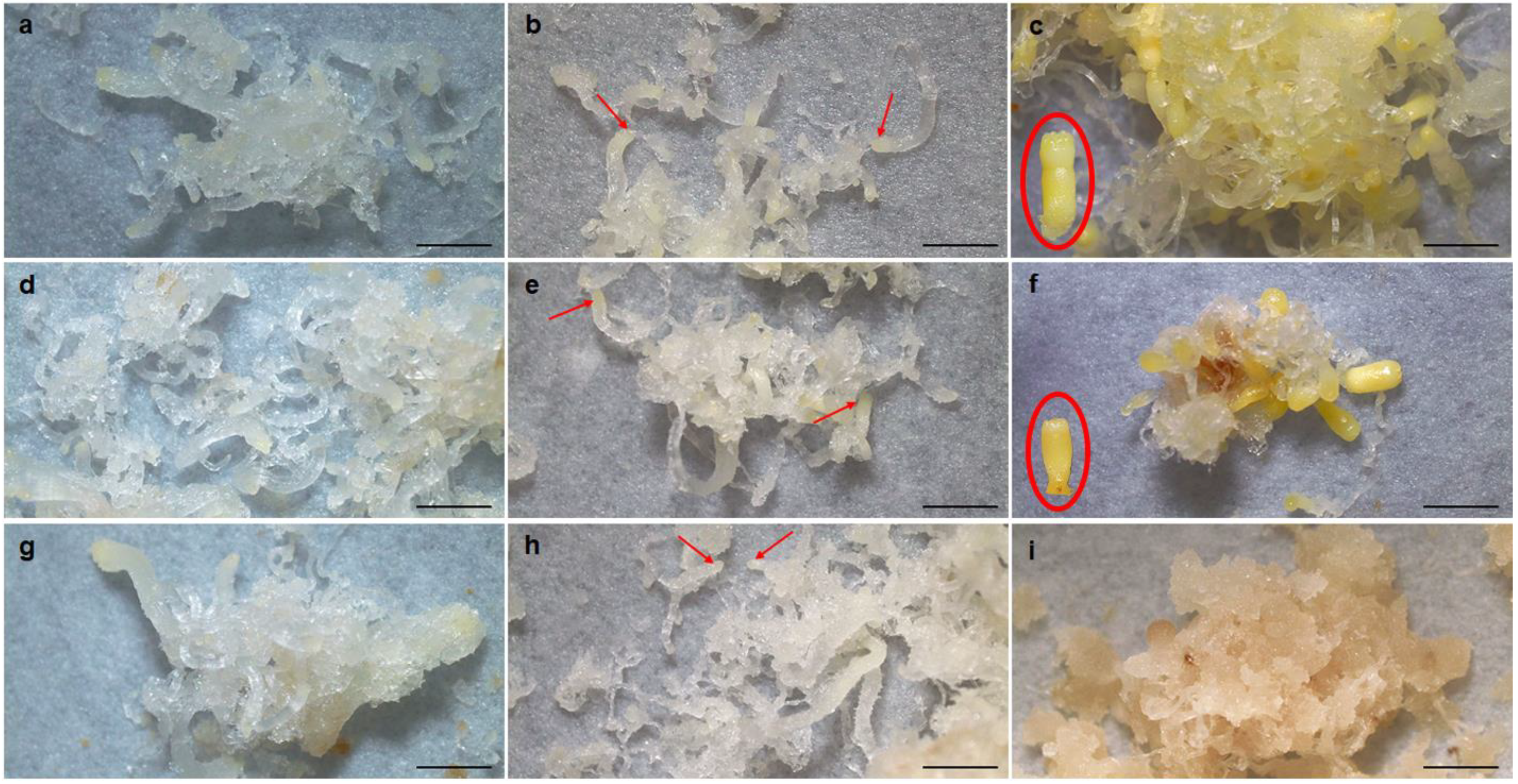 Forests 13 00288 g003