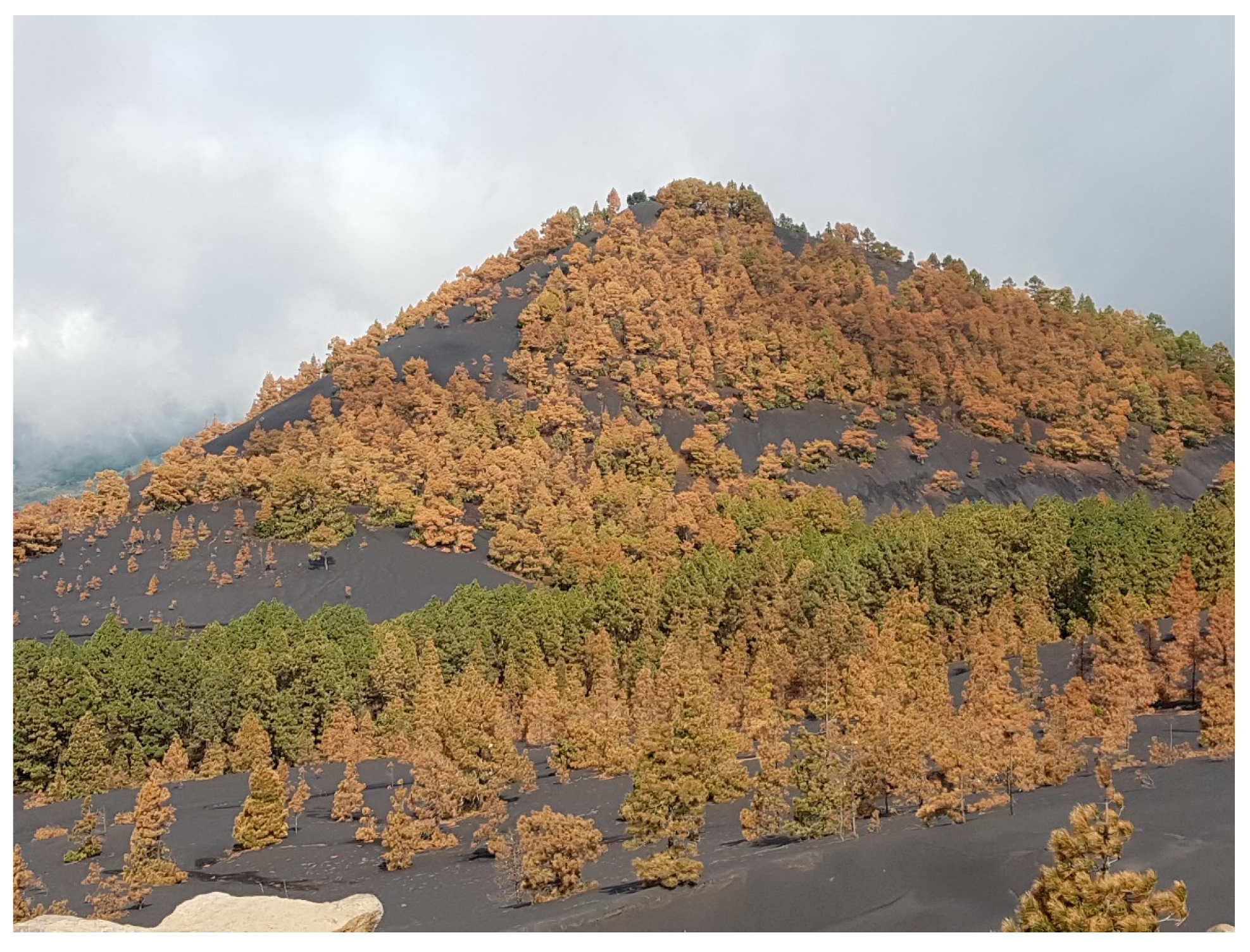 Forests 13 00299 g006