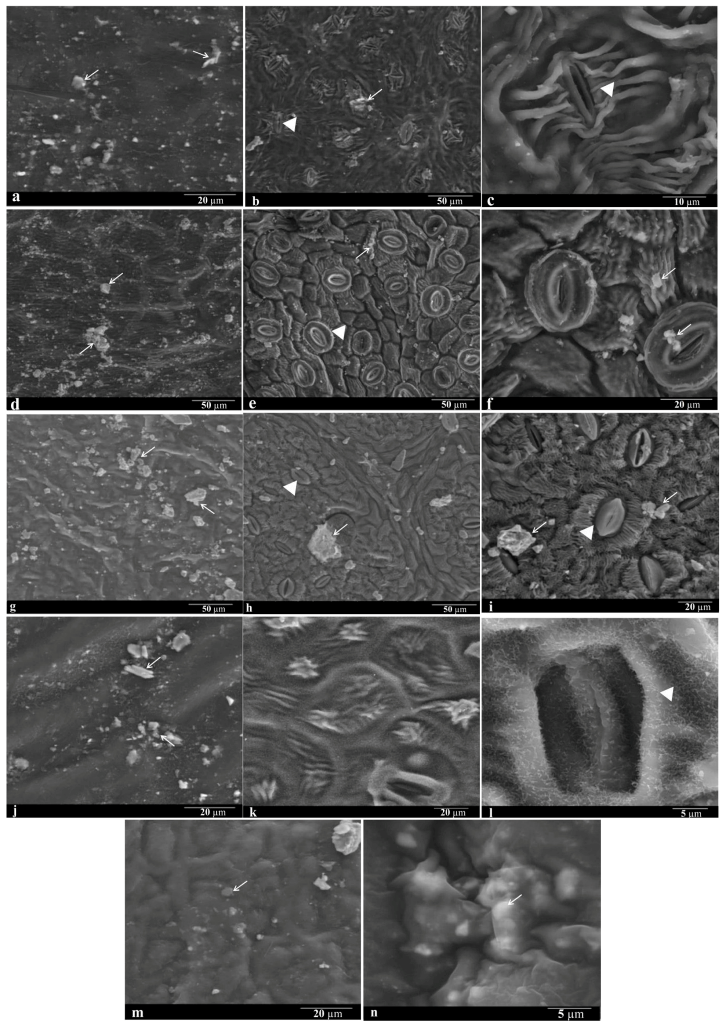 Forests 13 00316 g002