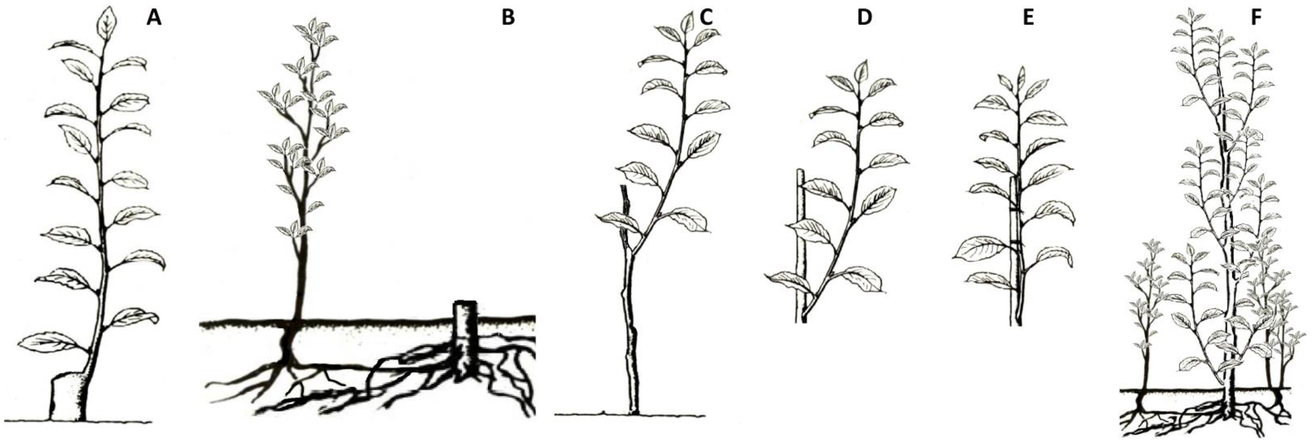 Forests 13 00317 g001