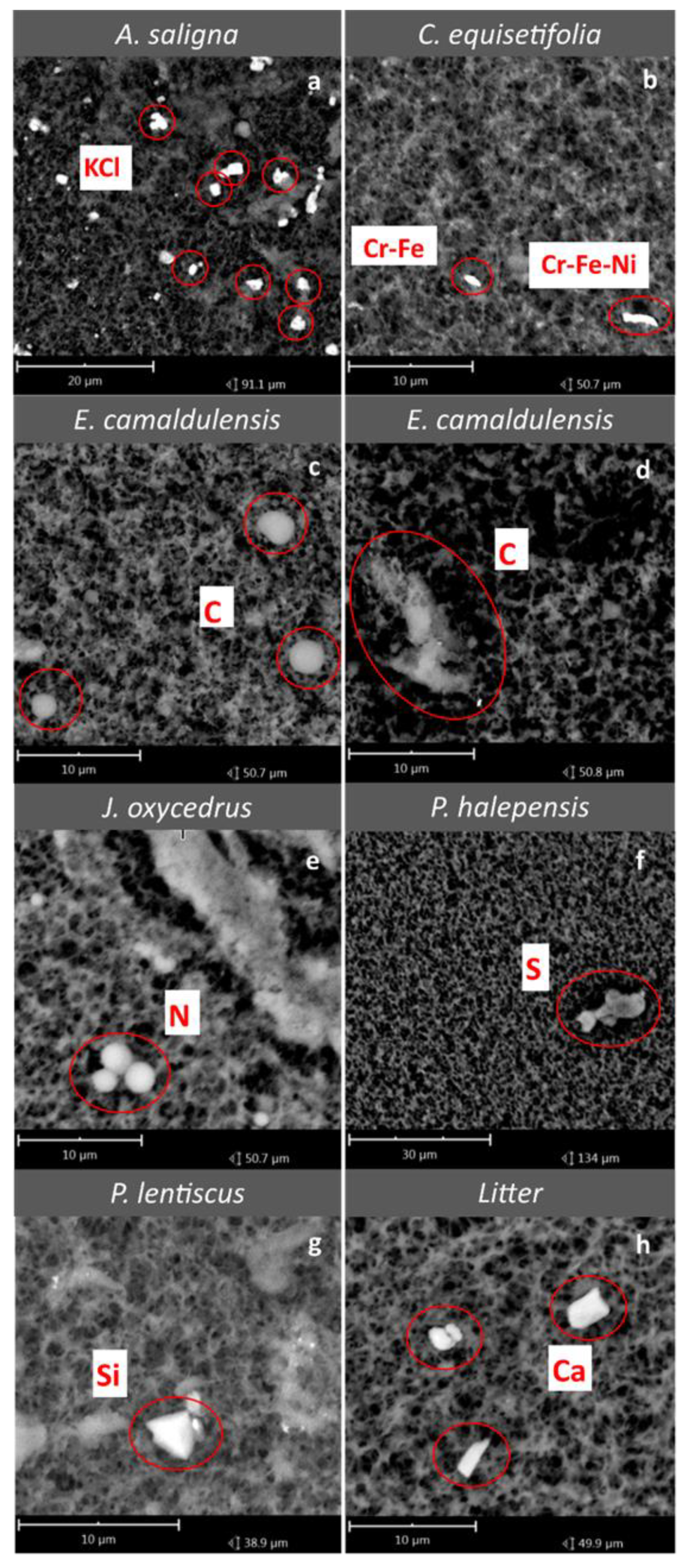 Forests 13 00322 g006 Forests 13 00322 g006