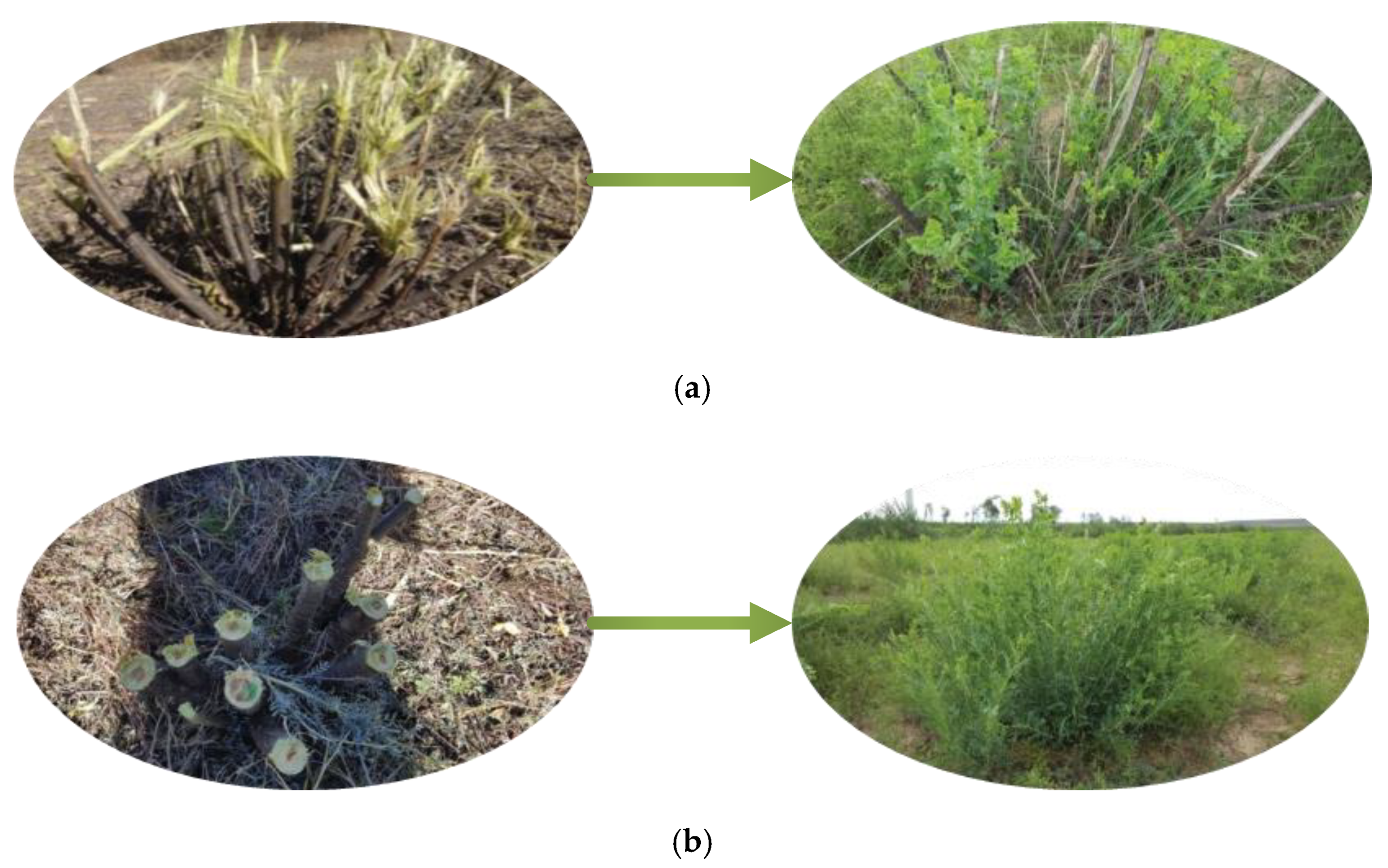 Forests 13 00327 g002