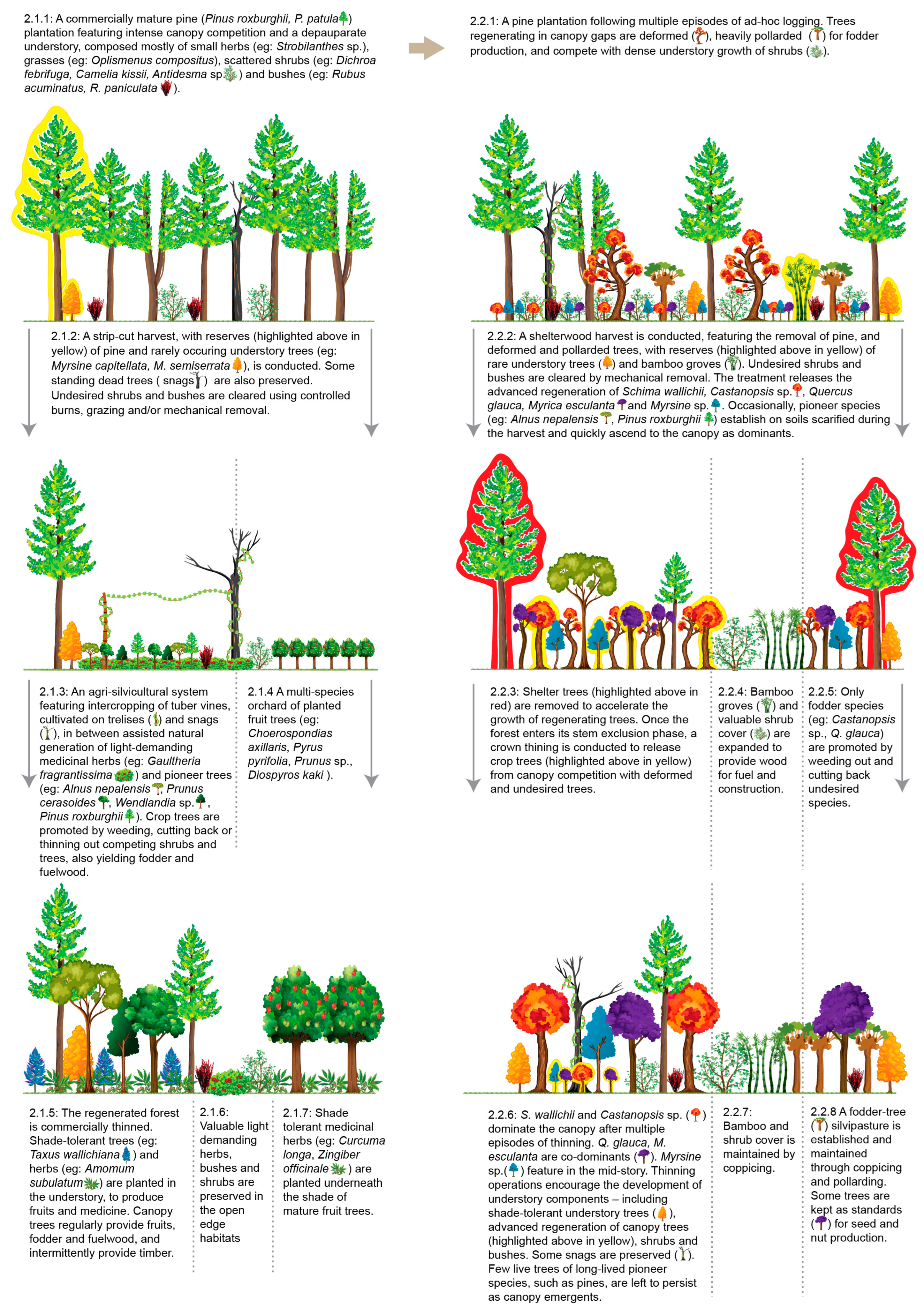 Forests 13 00333 g002 Forests 13 00333 g002