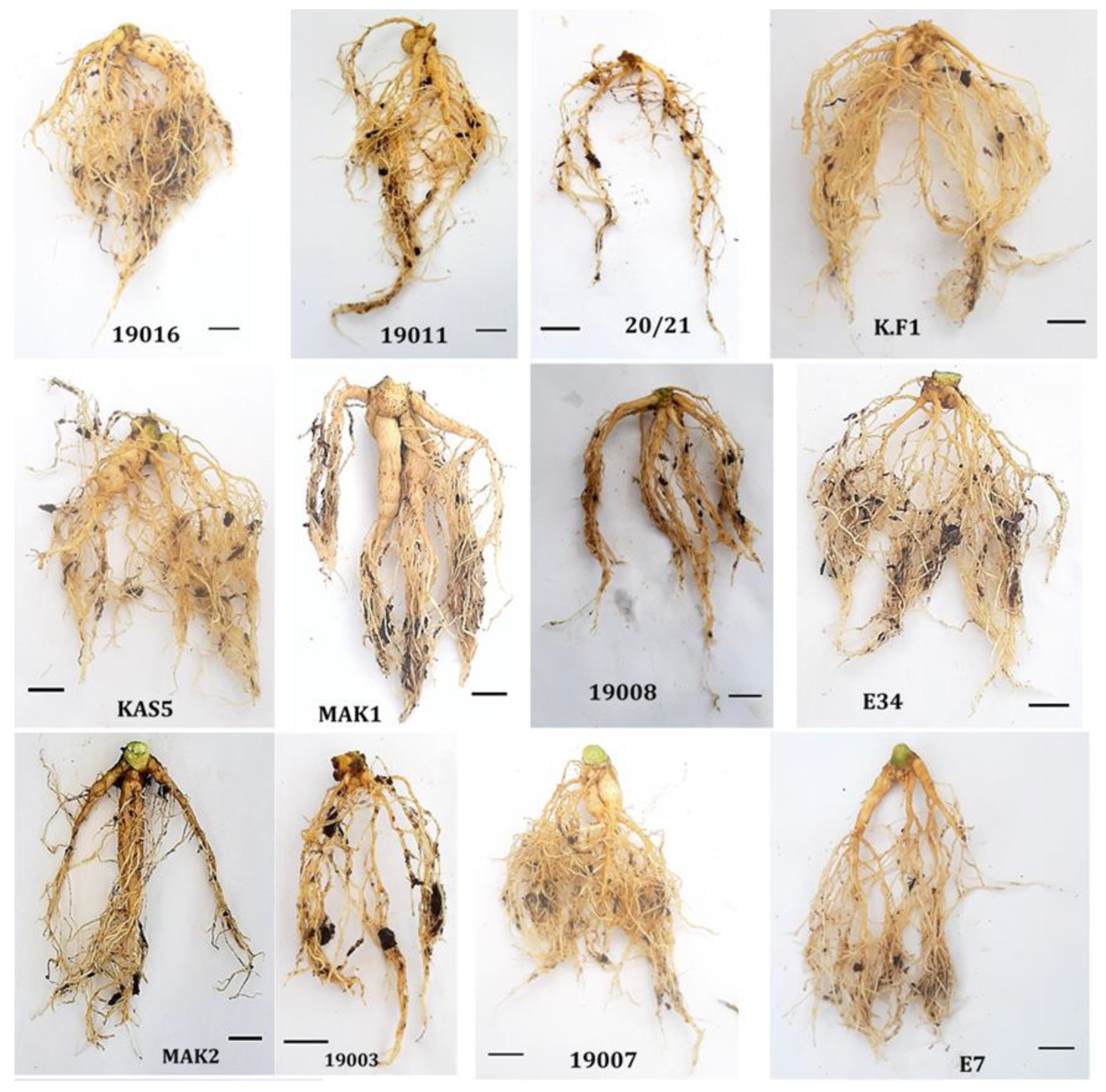 Forests 13 00337 g002 Forests 13 00337 g002