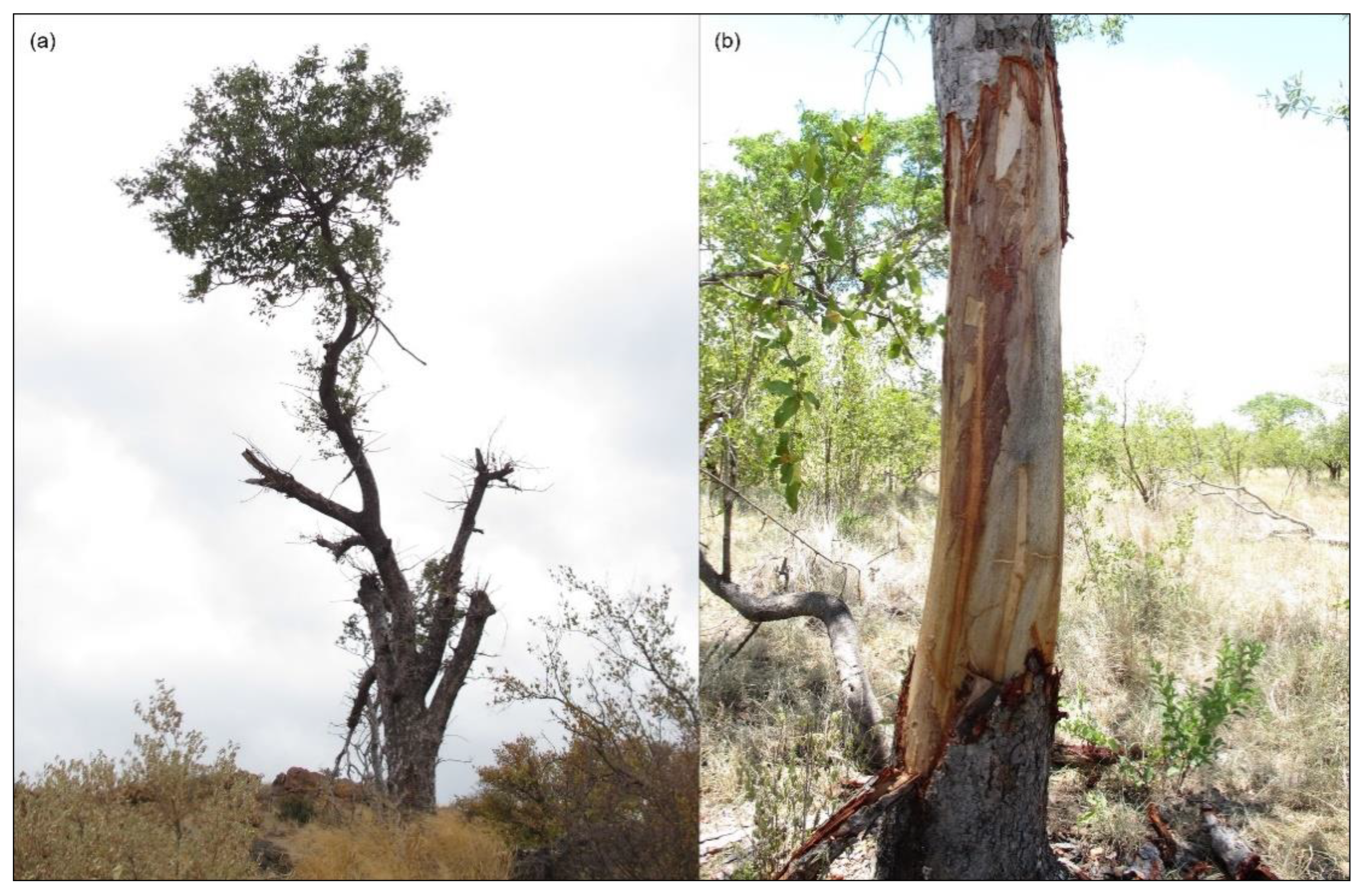 Forests 13 00341 g001