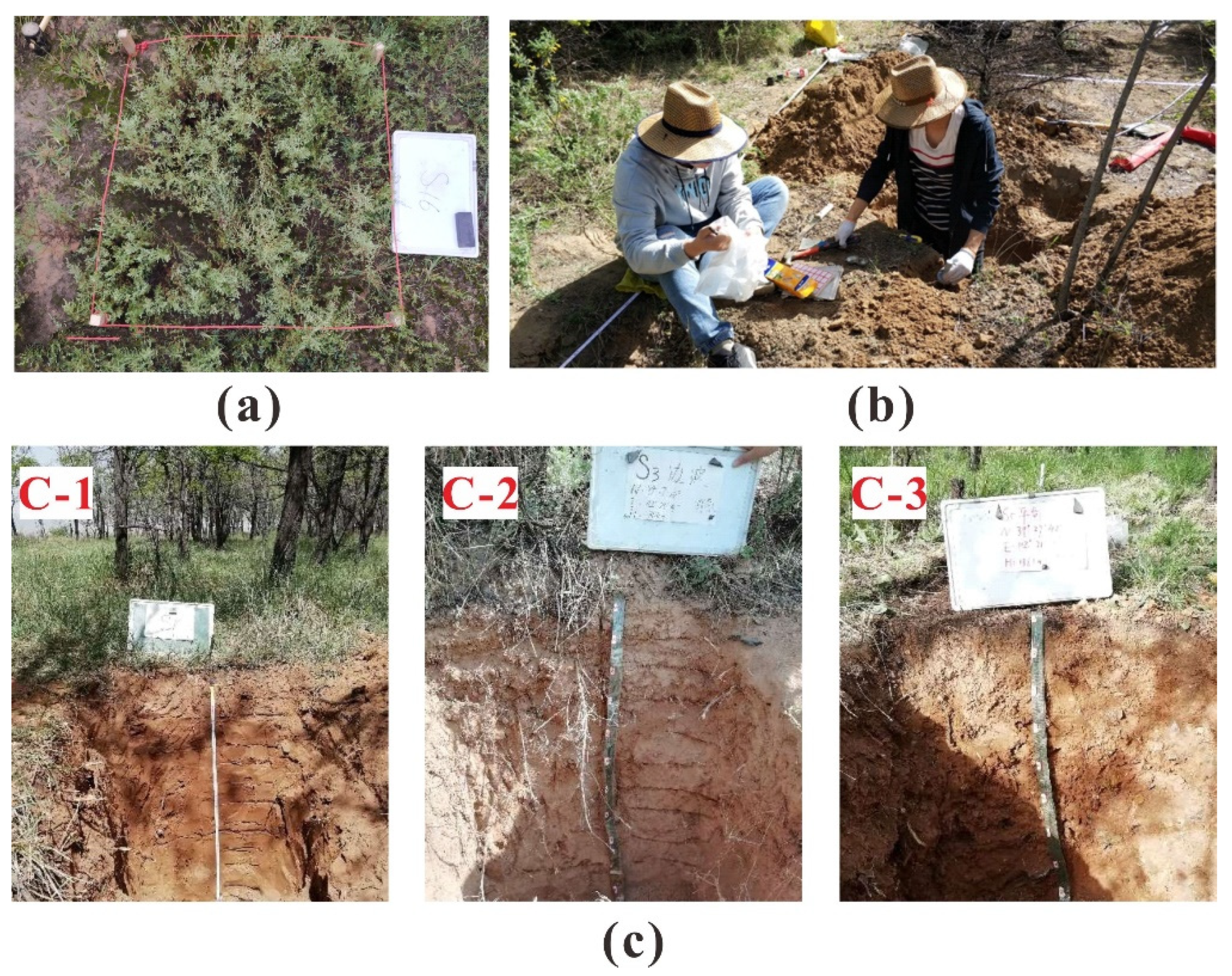 Forests 13 00345 g002 Forests 13 00345 g002