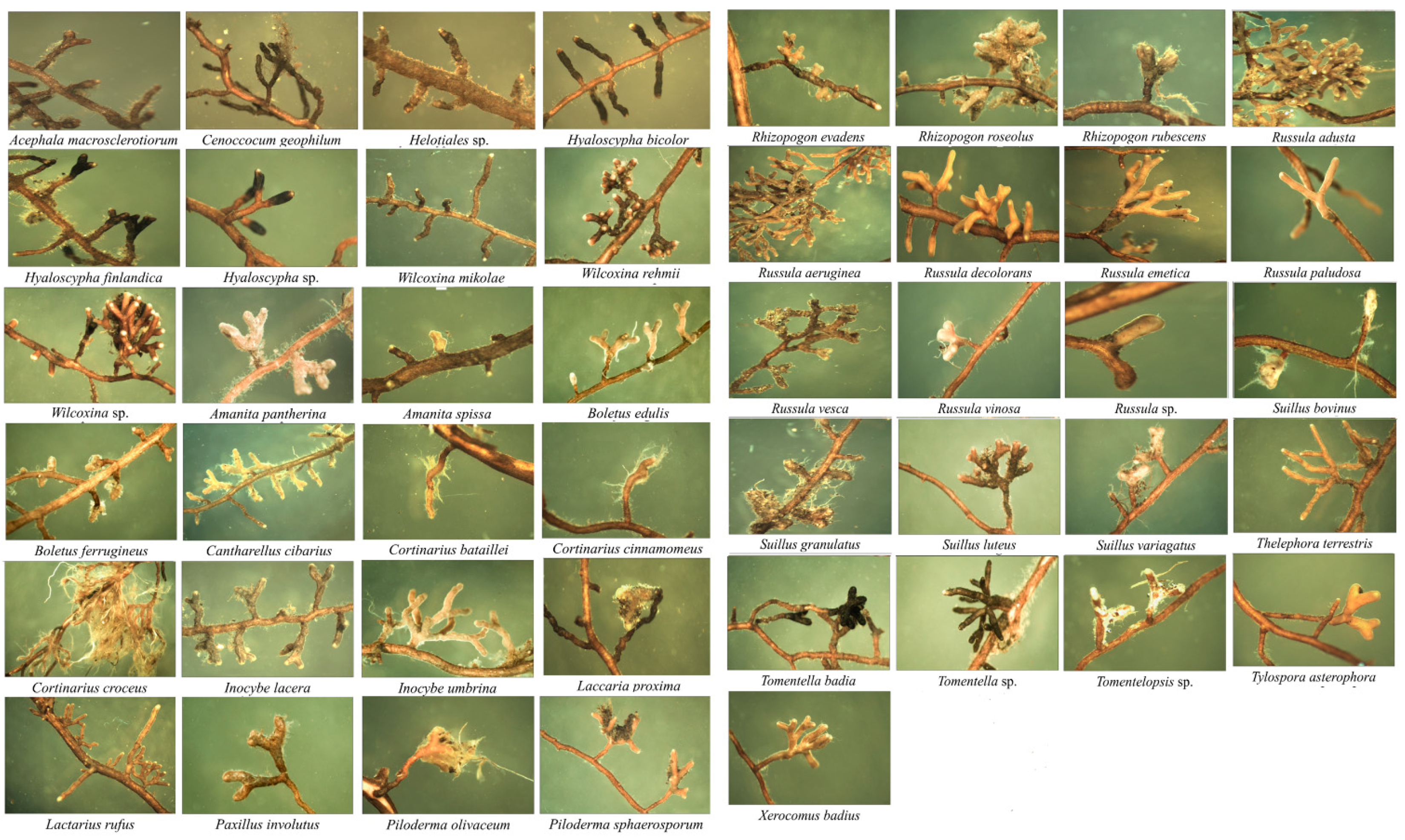 Forests 13 00353 g002