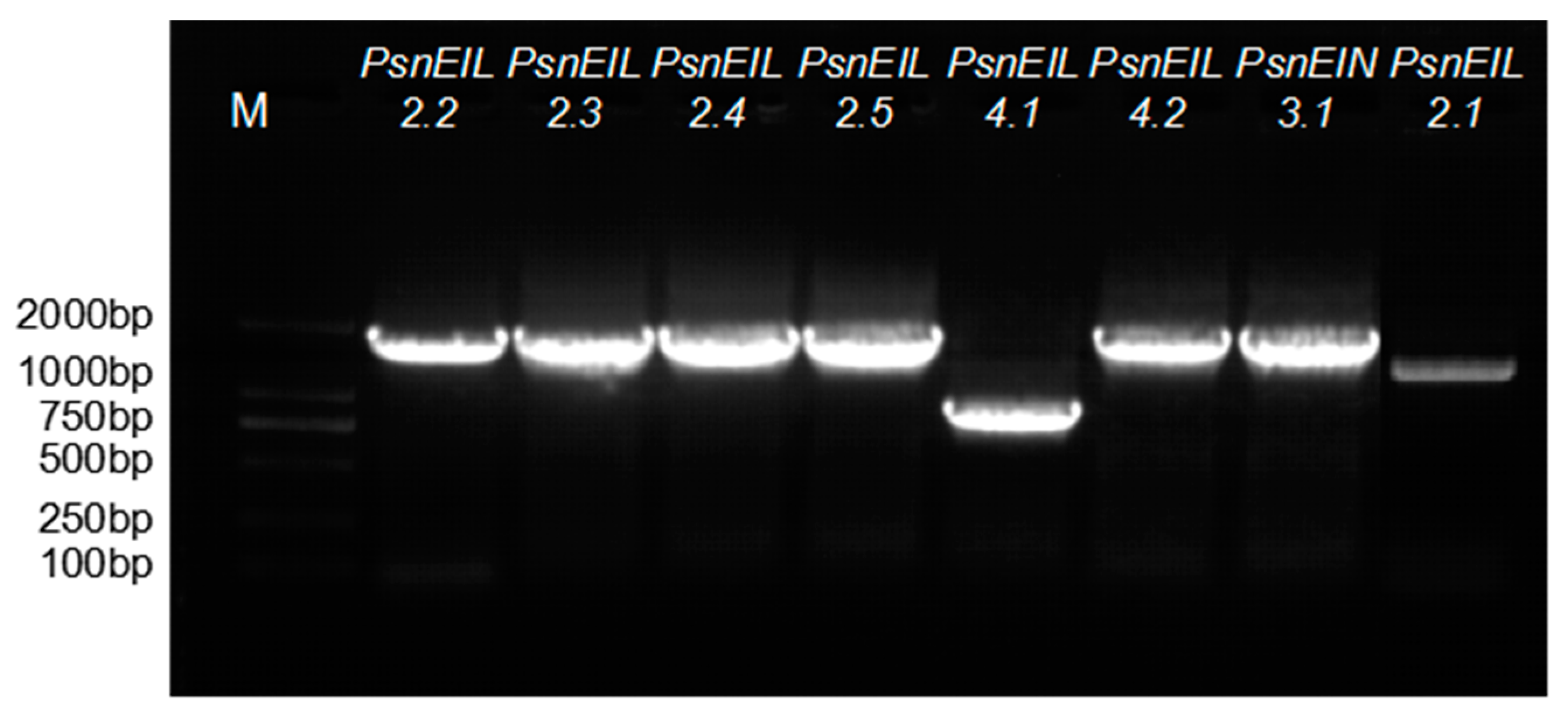 Forests 13 00382 g001