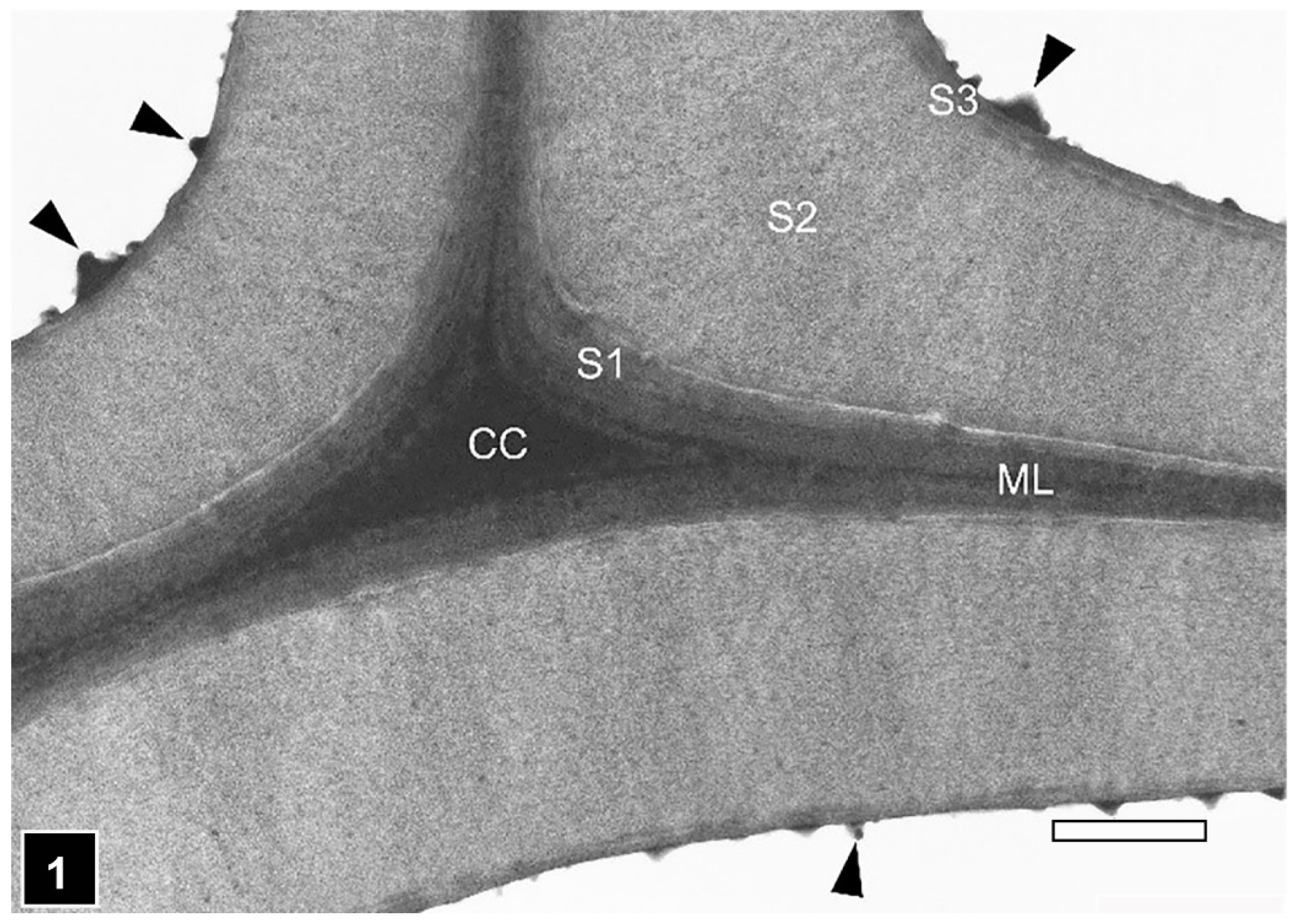 Forests 13 00394 g001