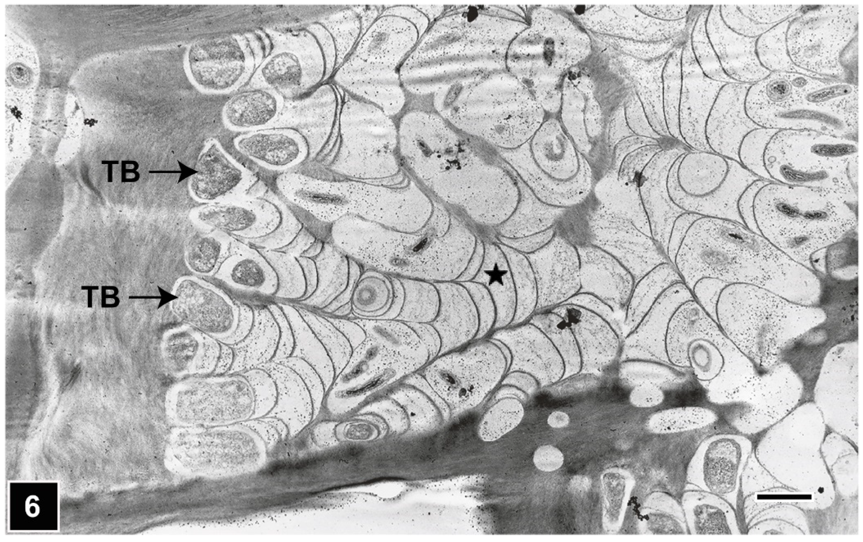 Forests 13 00394 g006