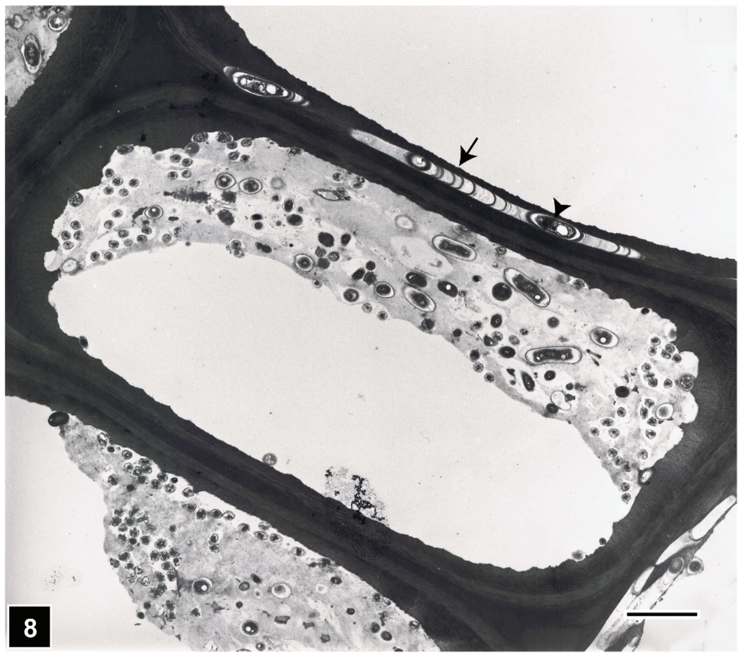 Forests 13 00394 g008