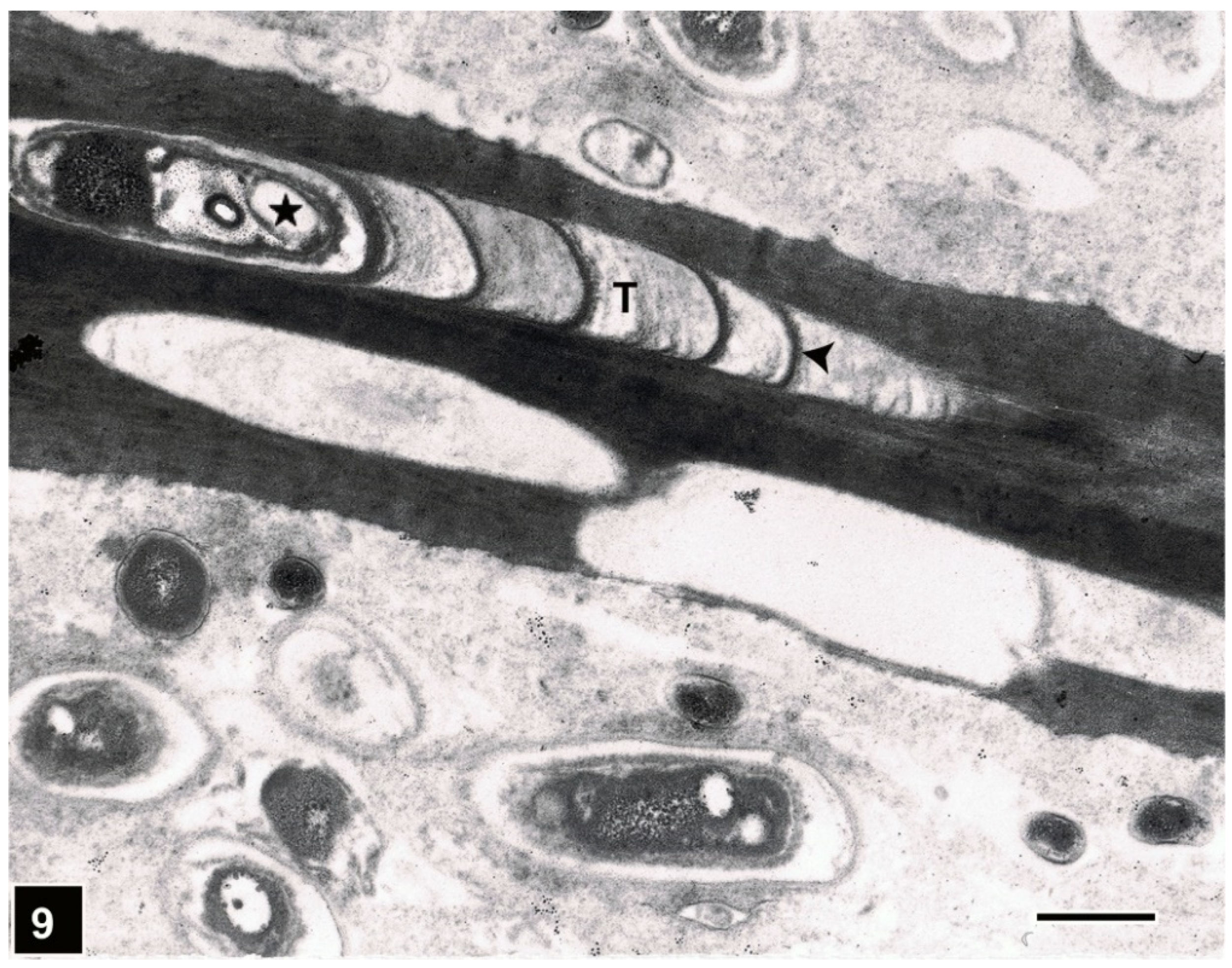 Forests 13 00394 g009