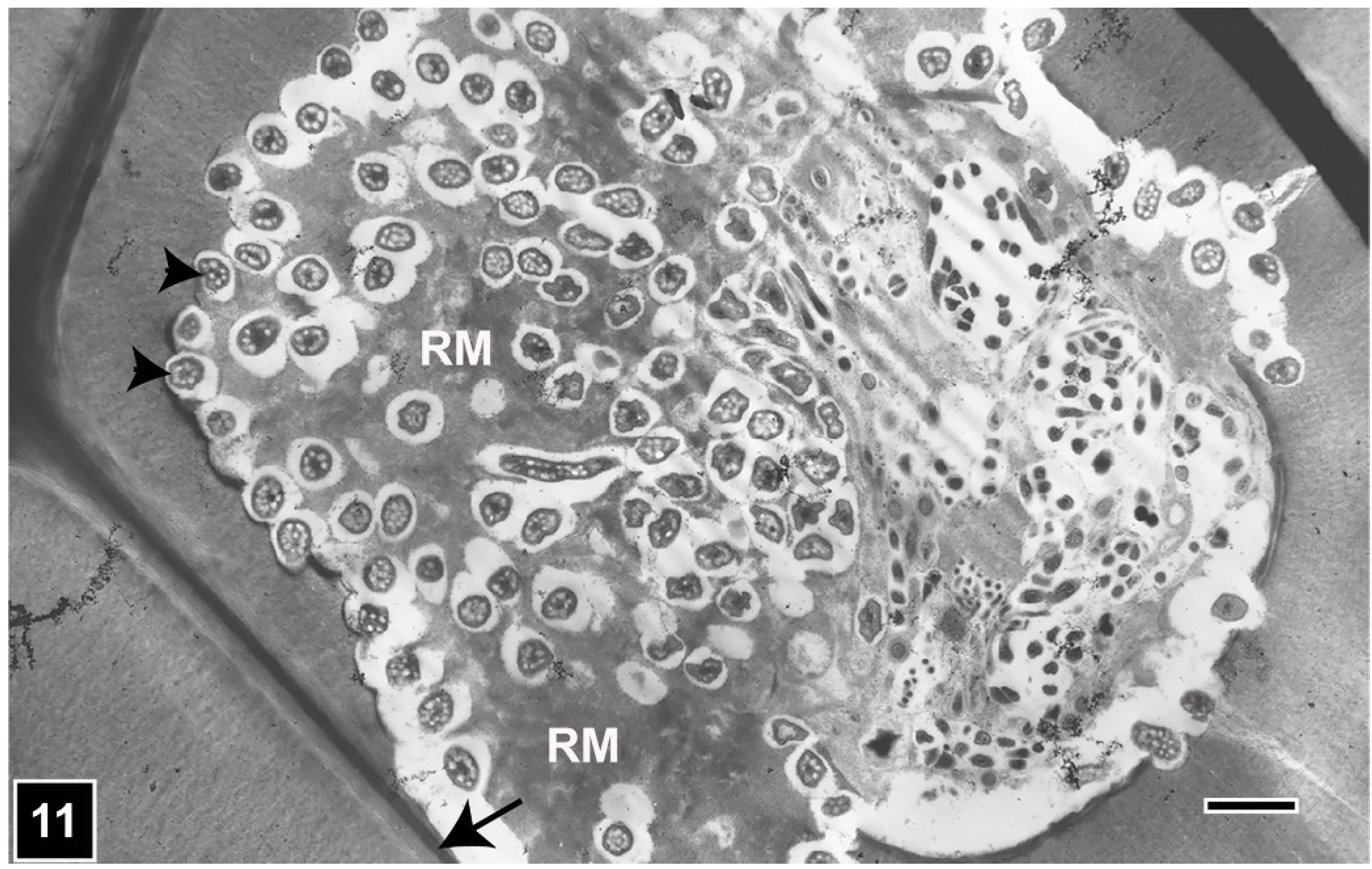 Forests 13 00394 g011