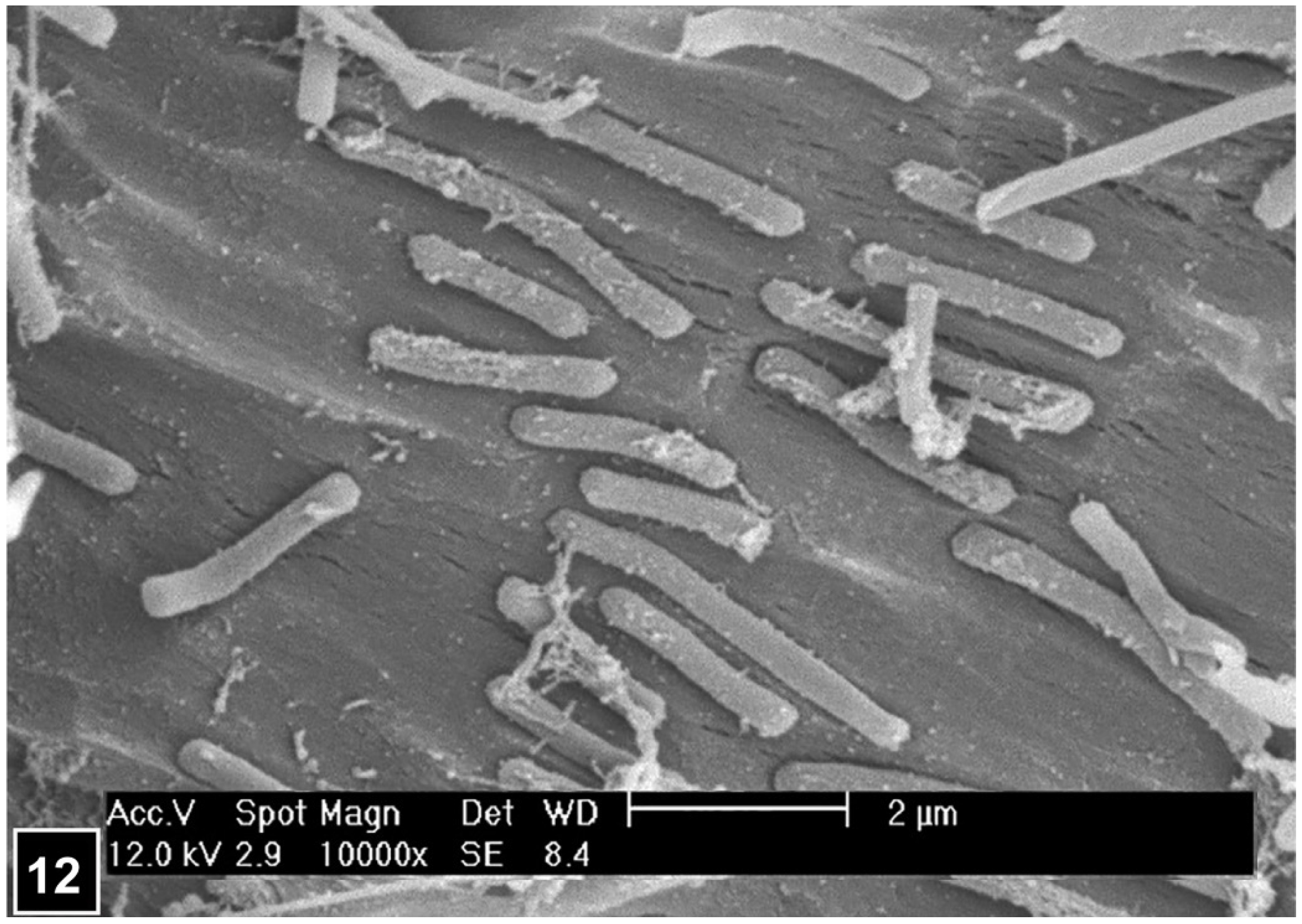 Forests 13 00394 g012