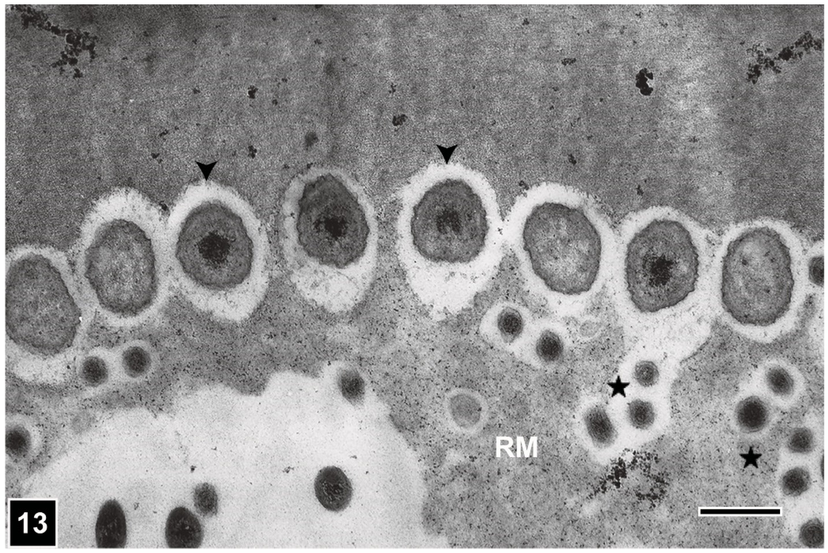 Forests 13 00394 g013