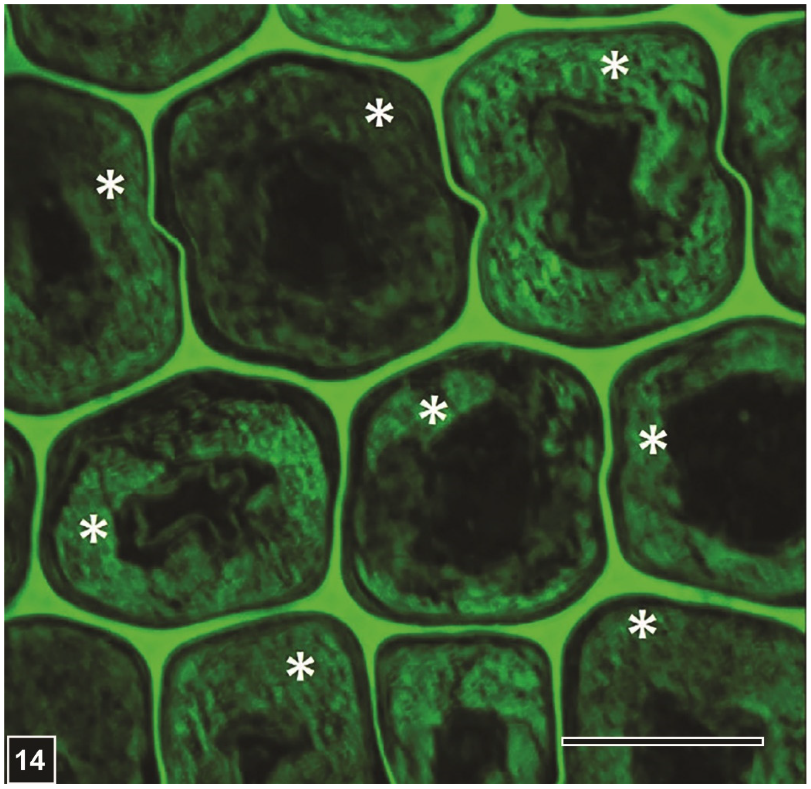 Forests 13 00394 g014