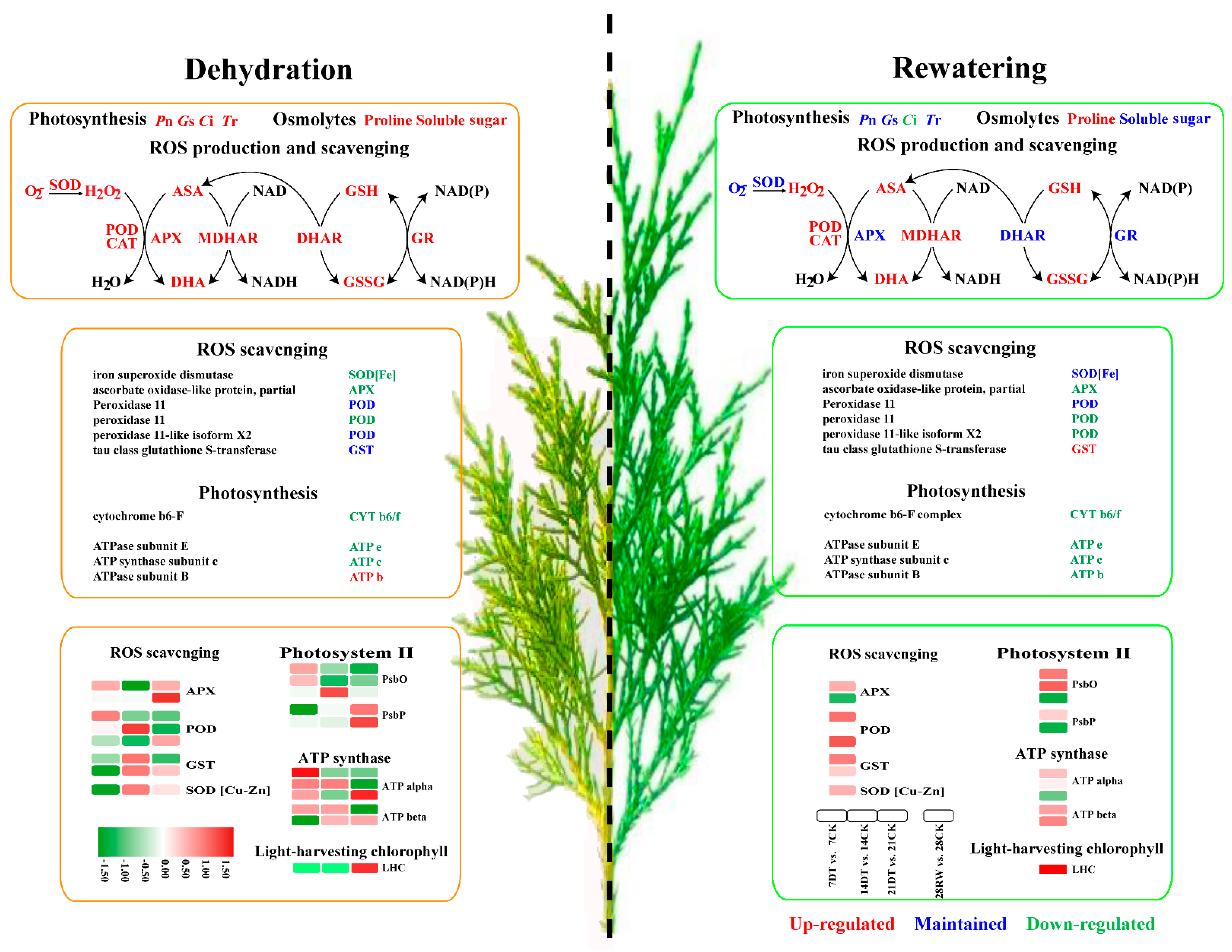 Forests 13 00401 g006