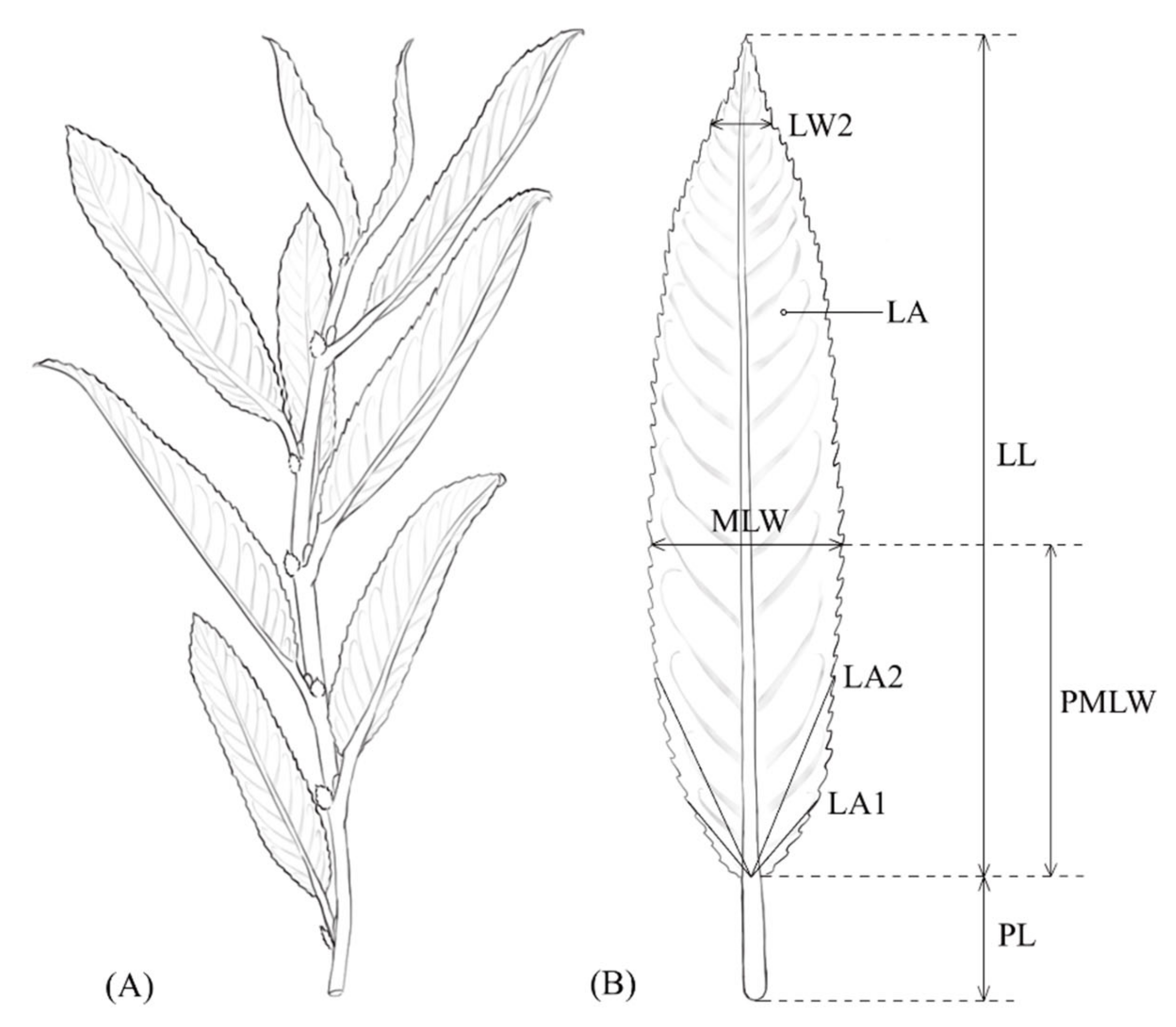 Forests 13 00420 g002