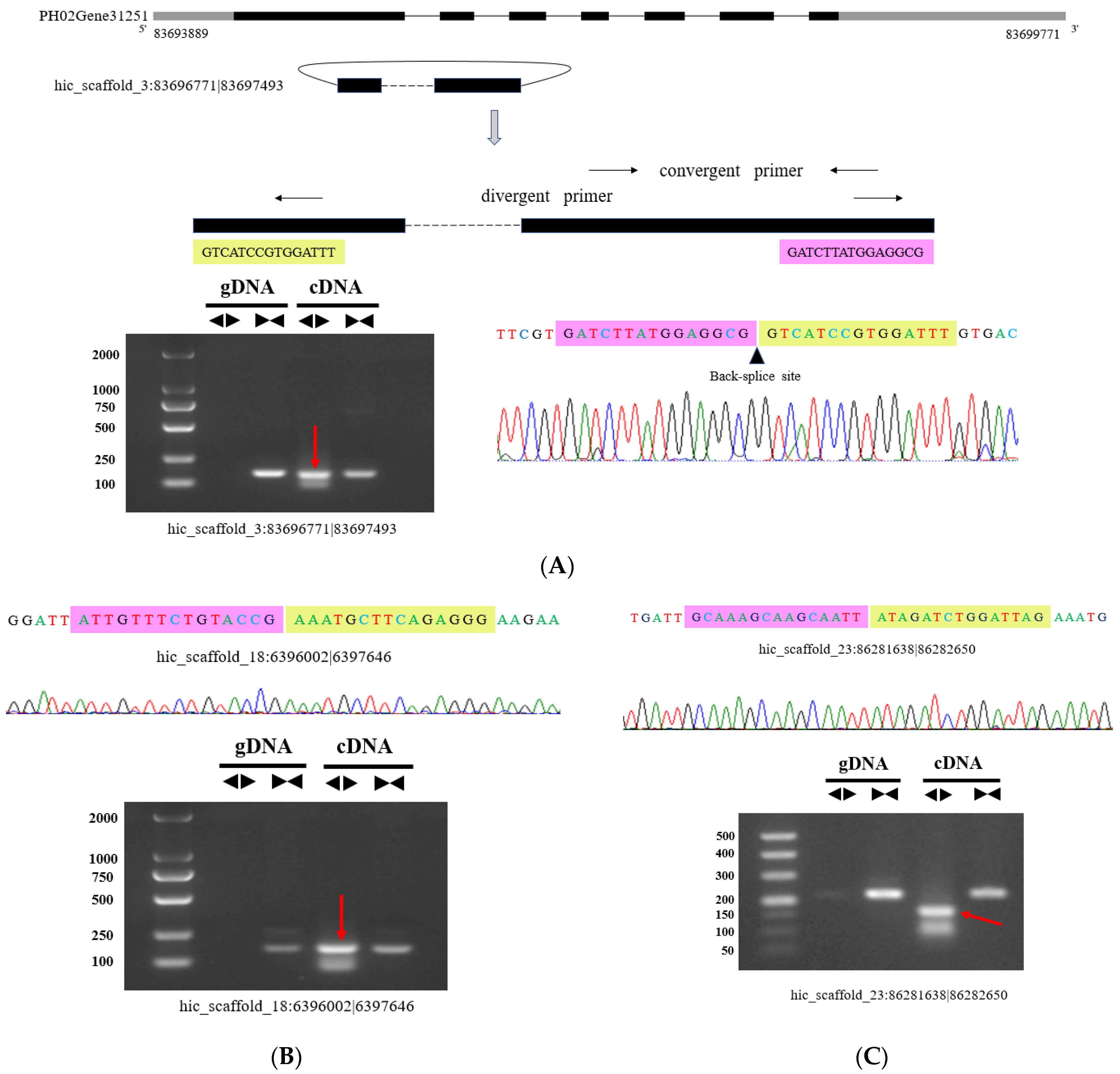 Forests 13 00426 g004