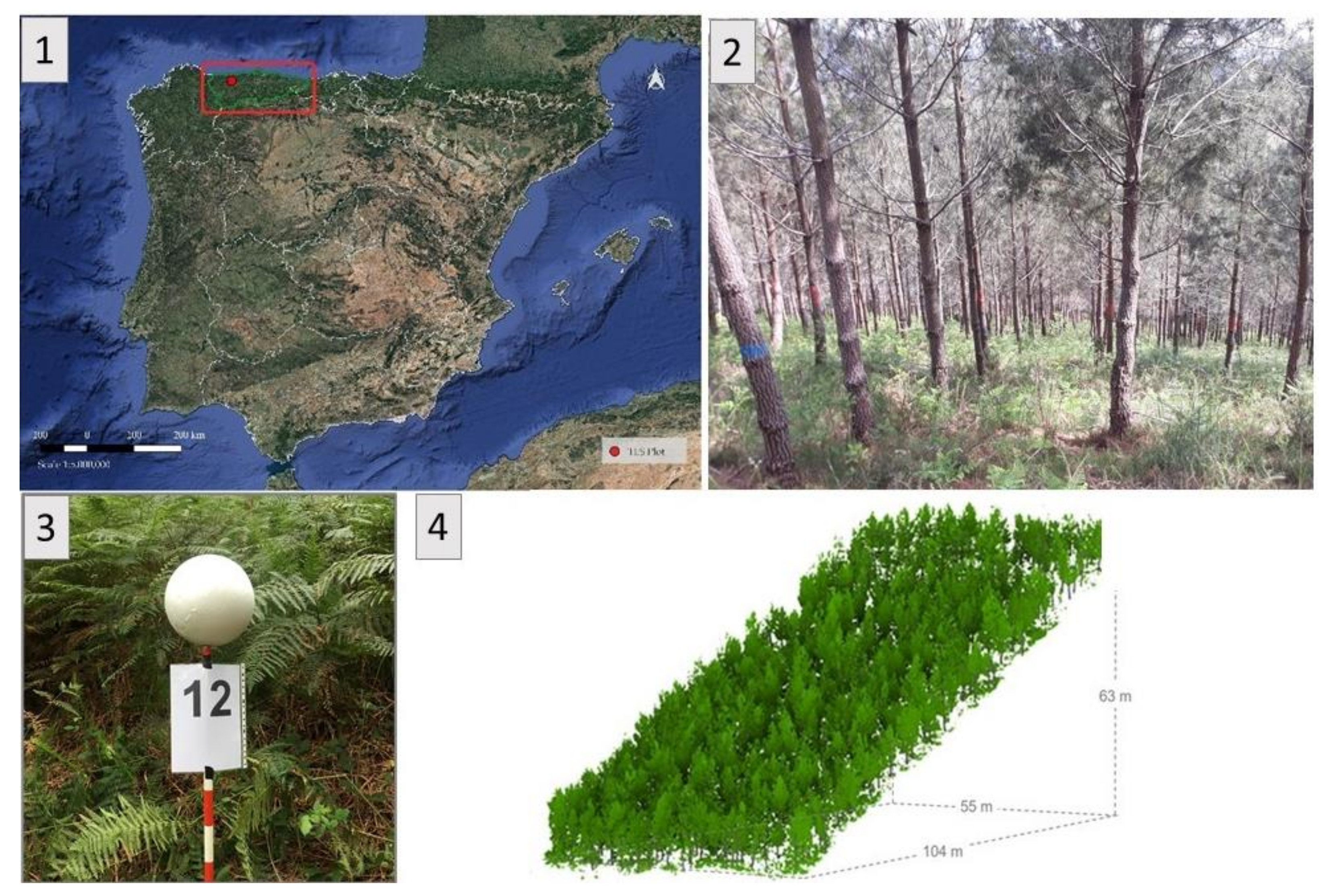 Forests 13 00431 g001