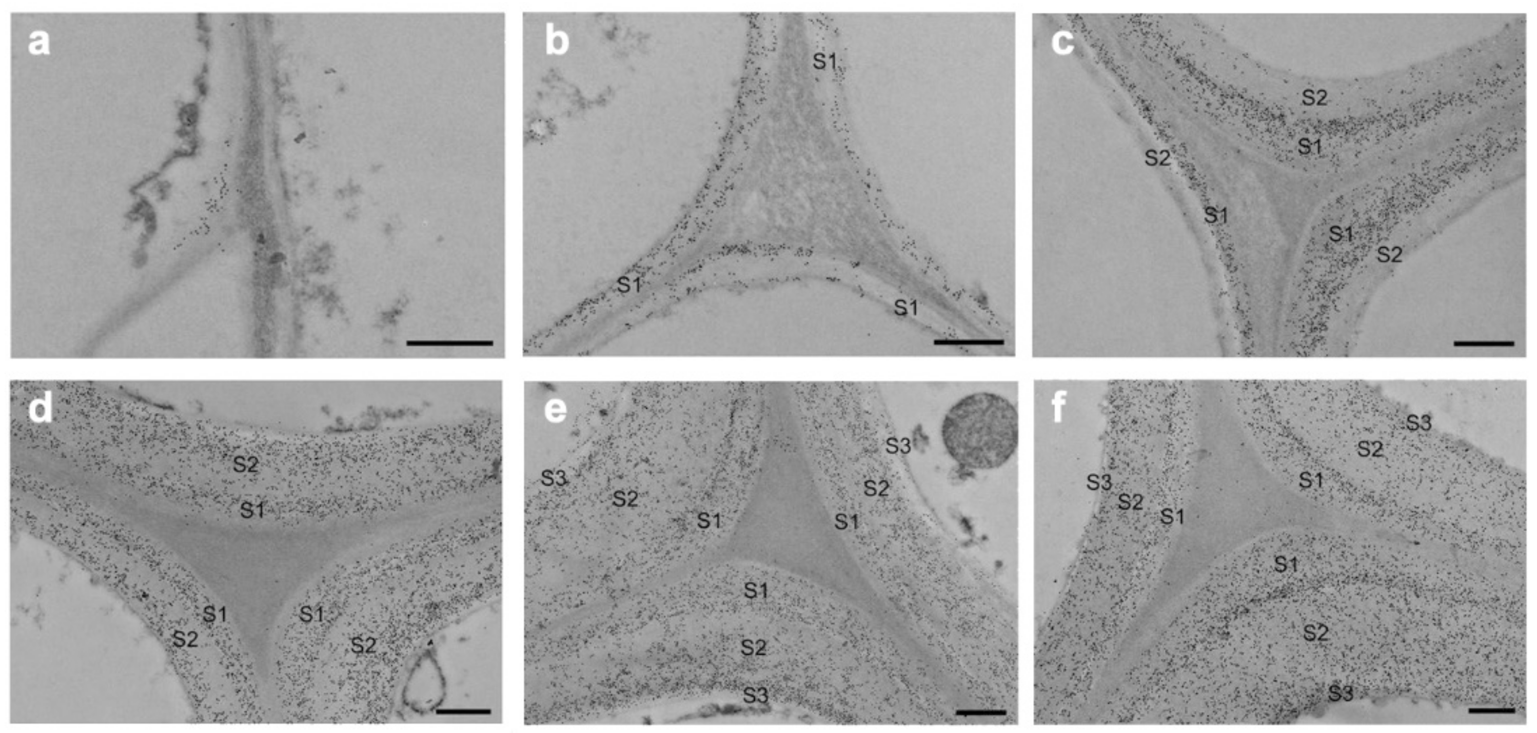 Forests 13 00439 g005