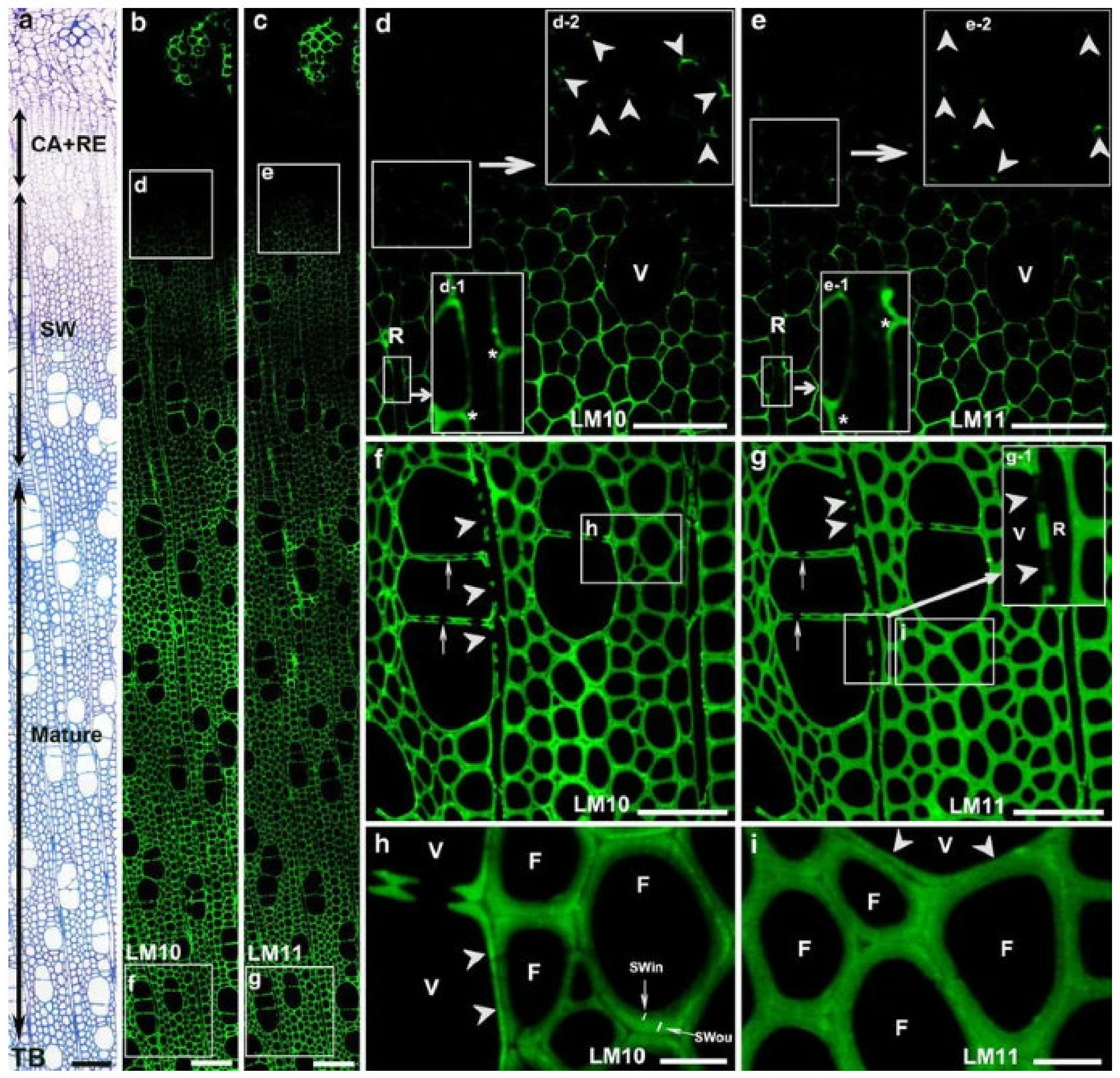 Forests 13 00439 g006