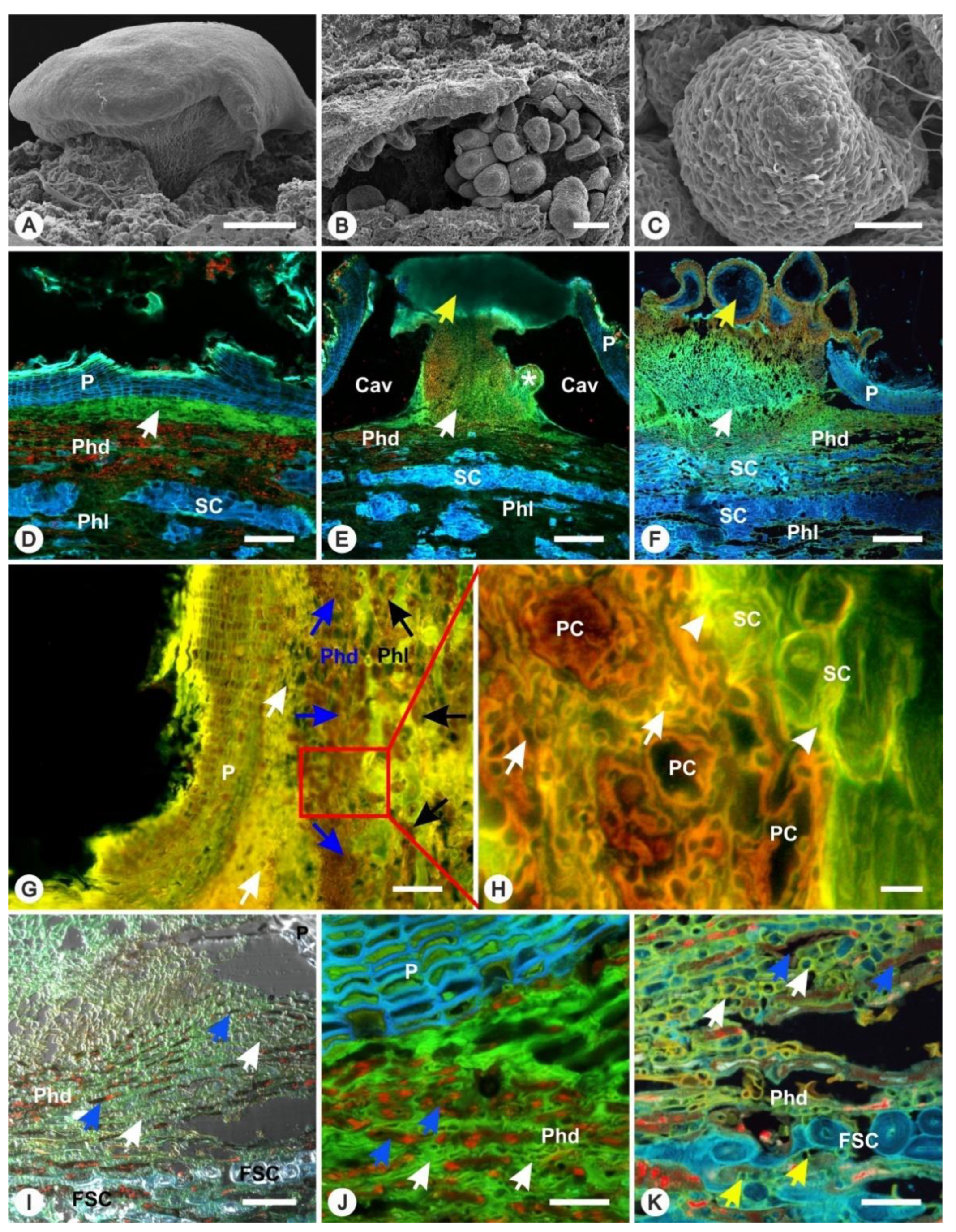 Forests 13 00452 g003