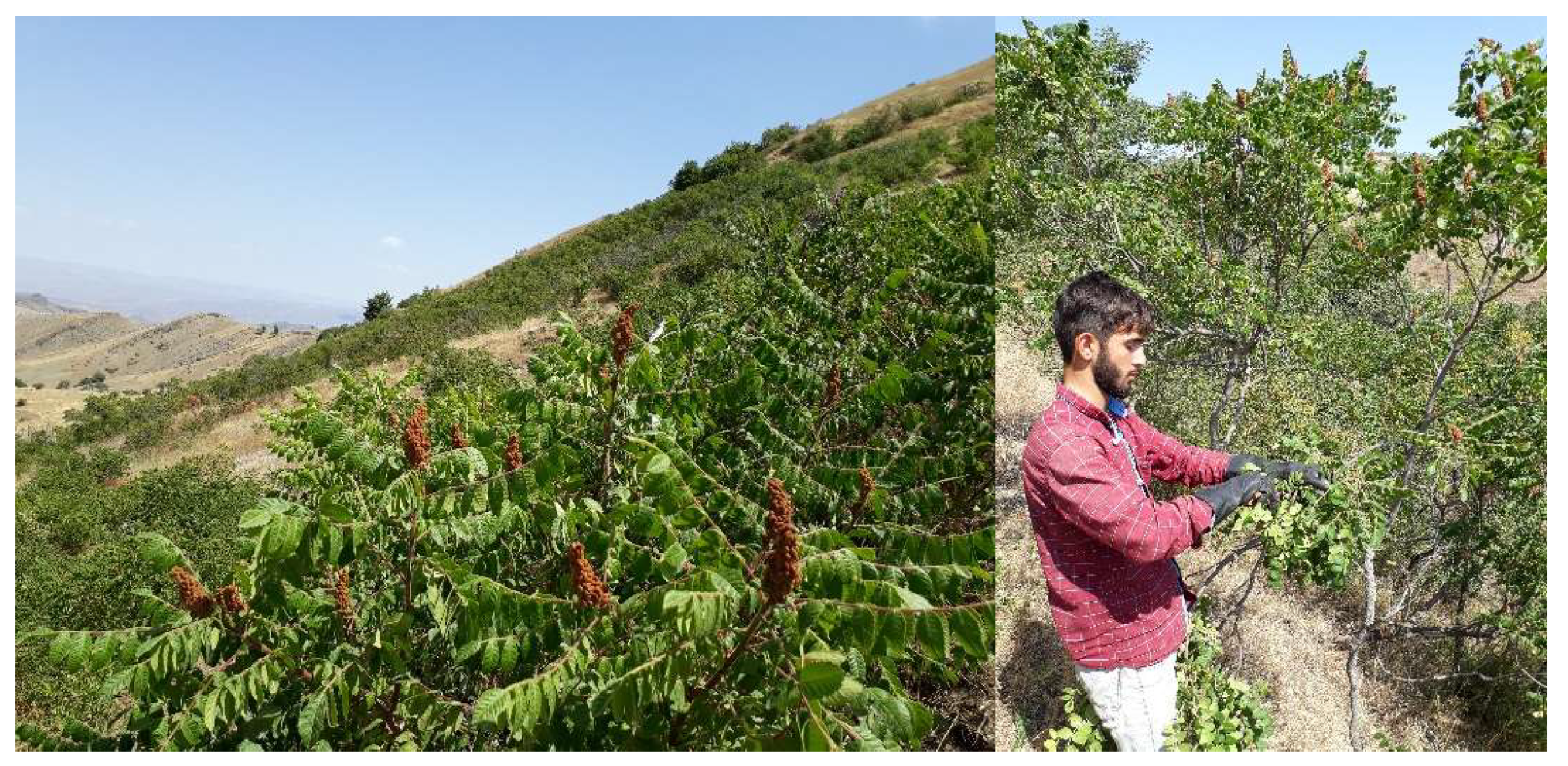 Forests 13 00453 g002