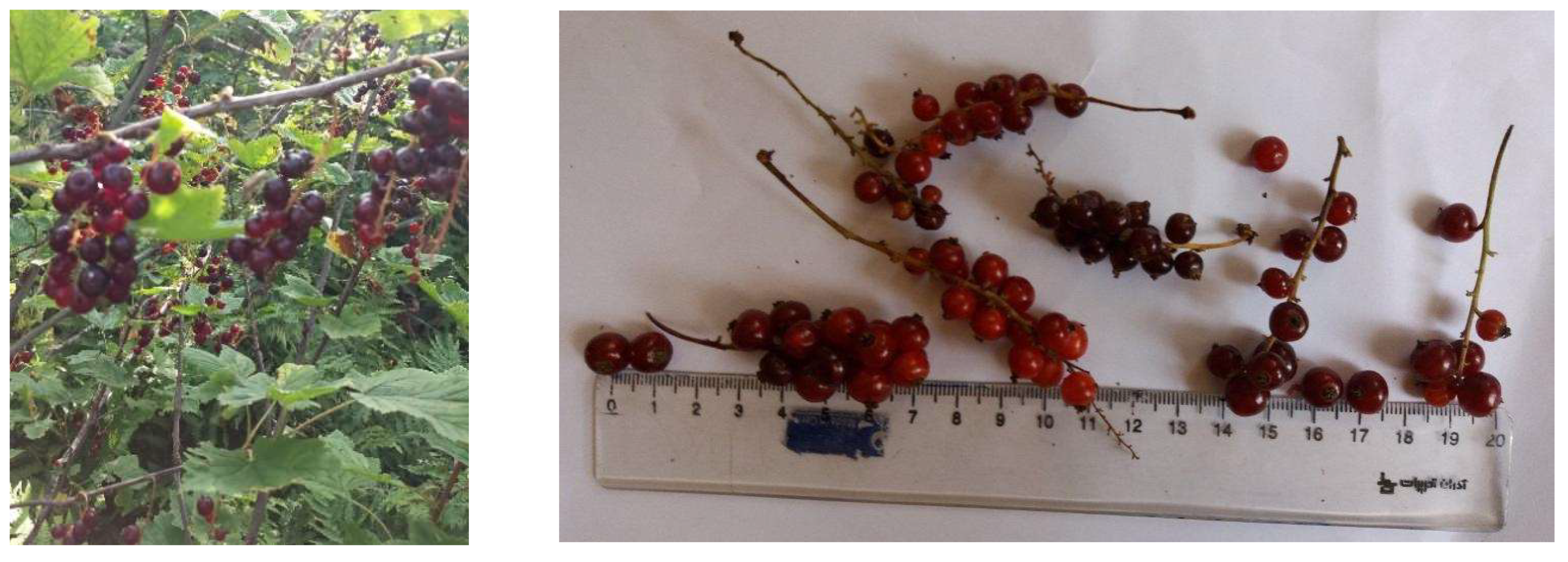 Forests 13 00453 g003