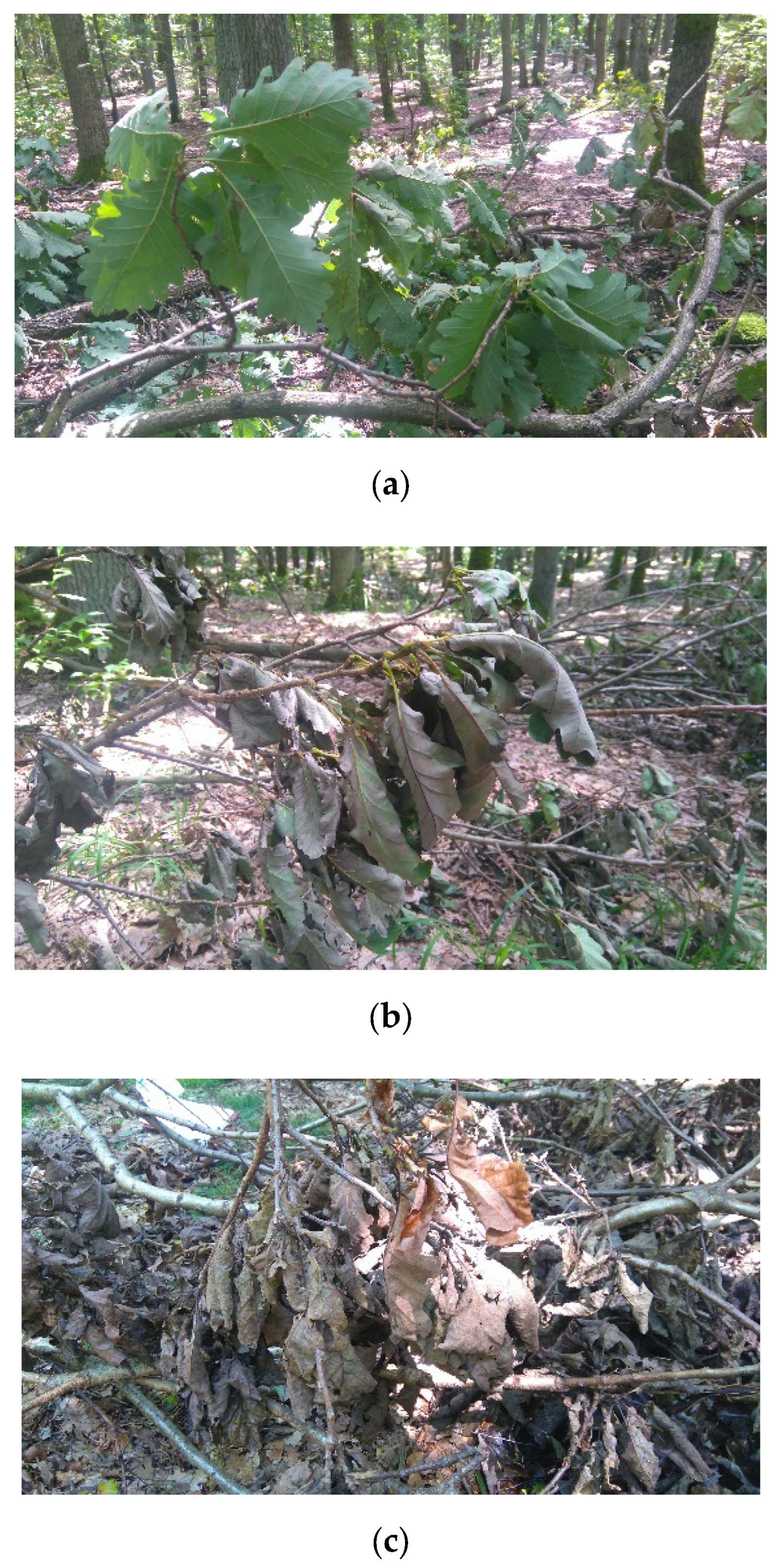 Forests 13 00485 g002