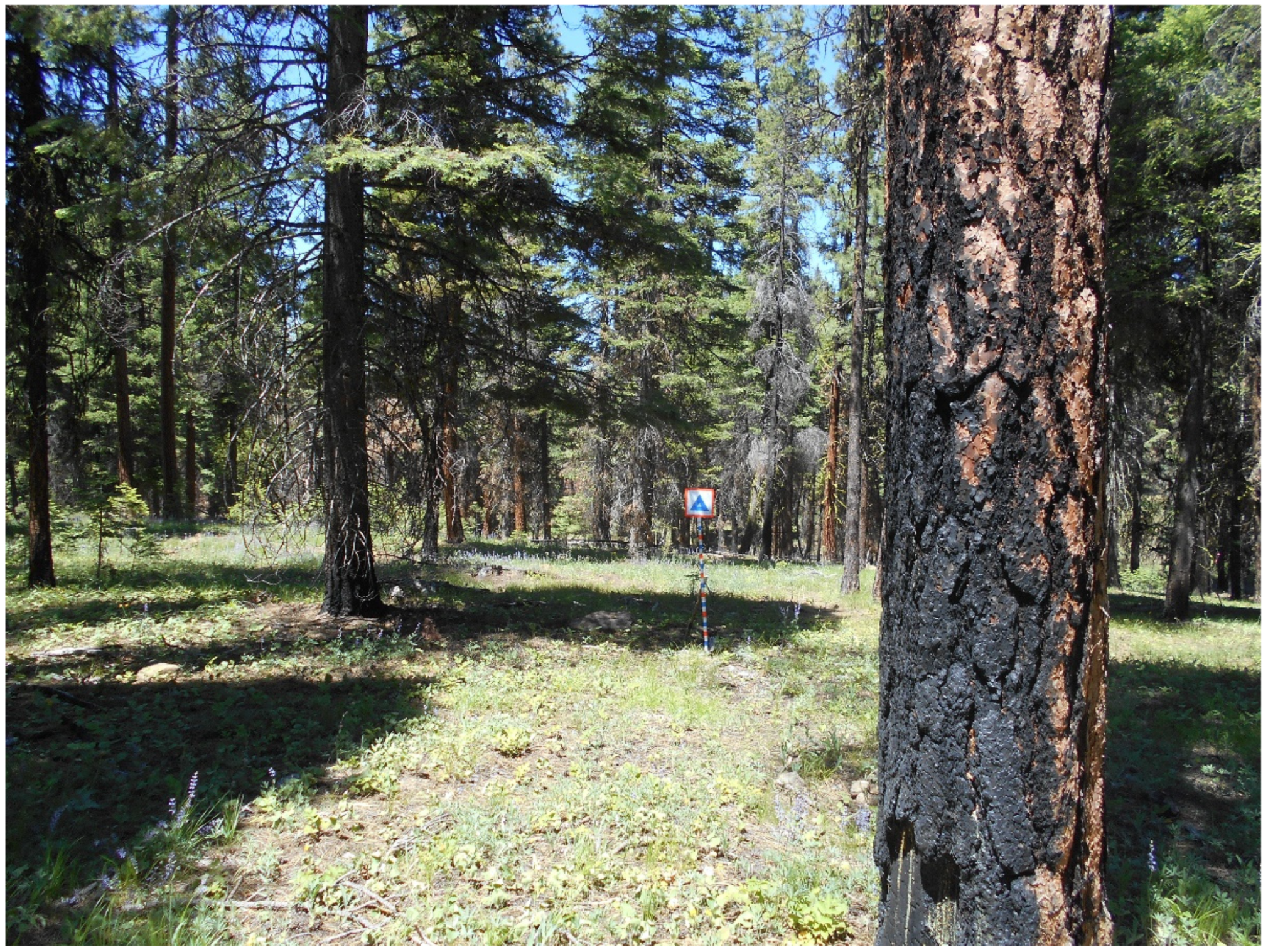 Forests 13 00503 g010