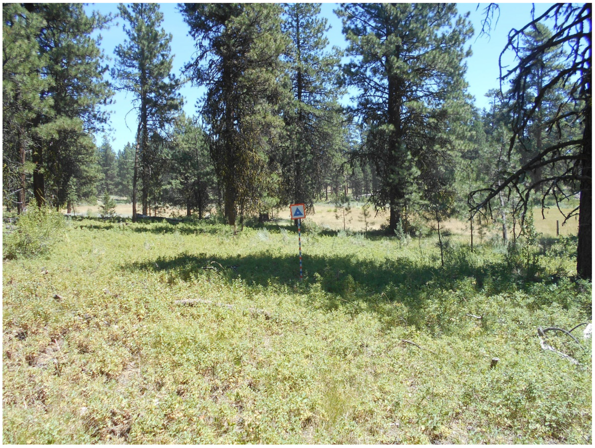 Forests 13 00503 g011