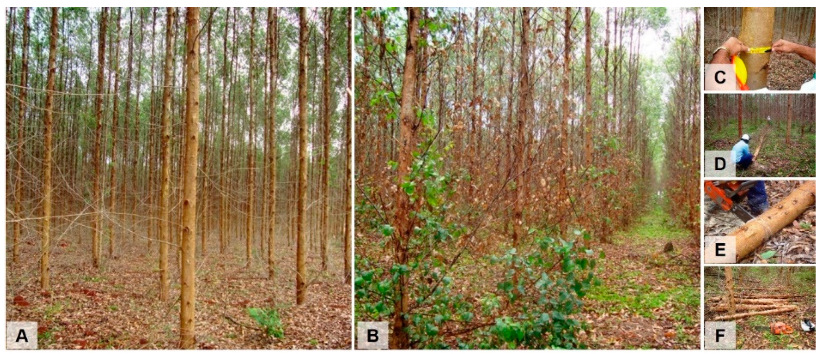 Forests 13 00504 g001