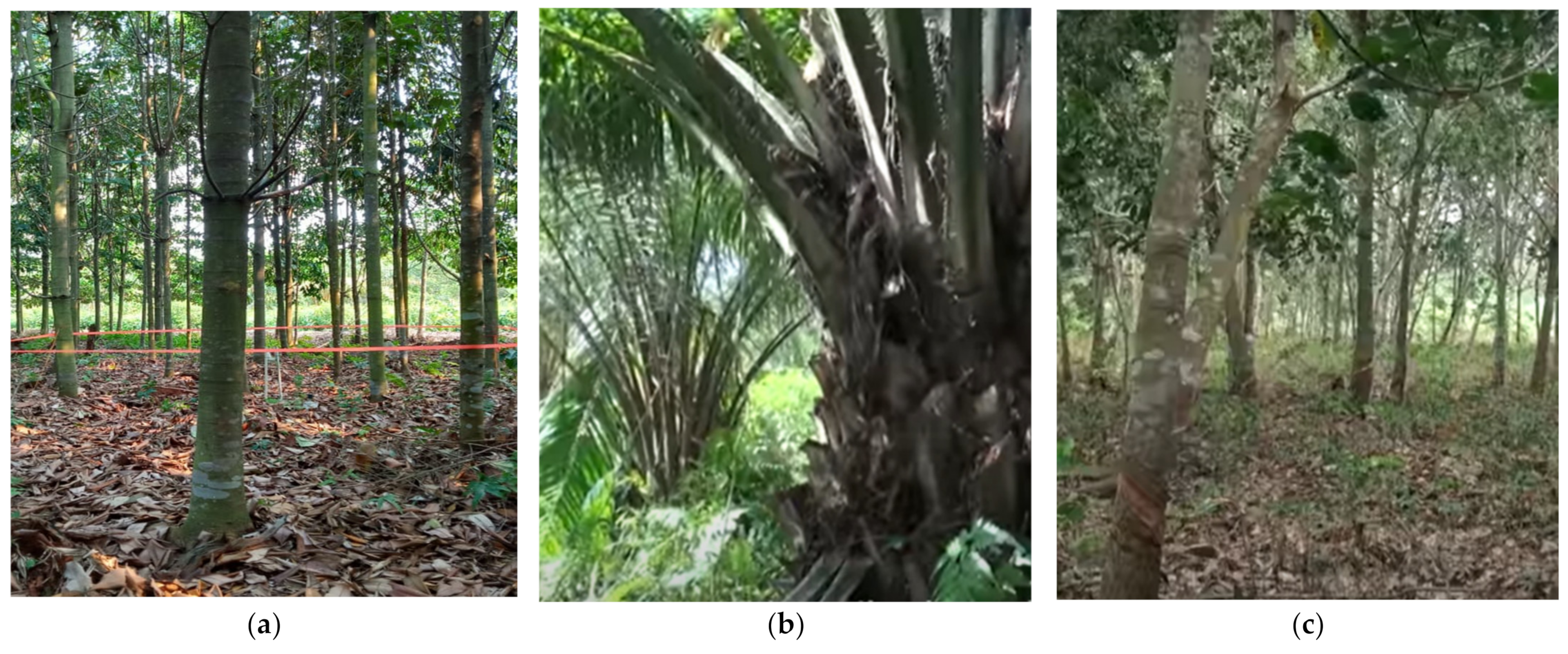 Forests 13 00505 g002