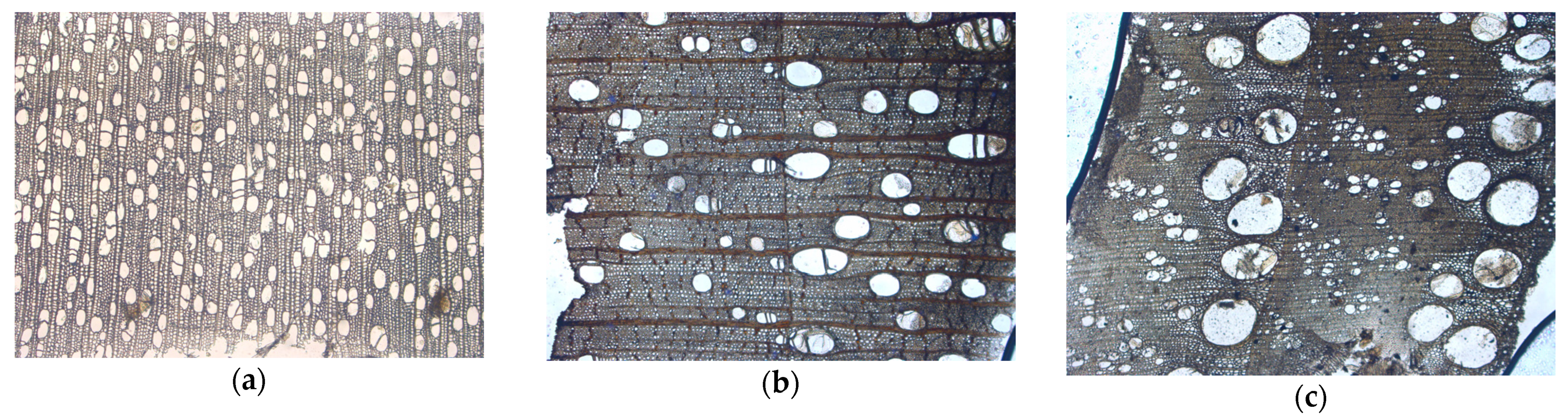 Forests 13 00517 g004