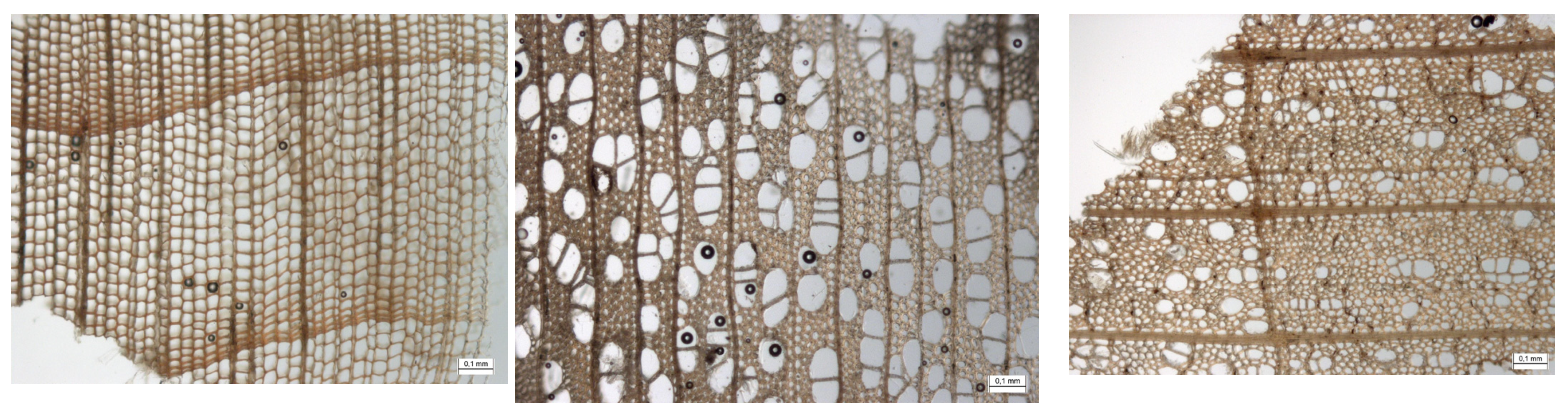 Forests 13 00517 g008