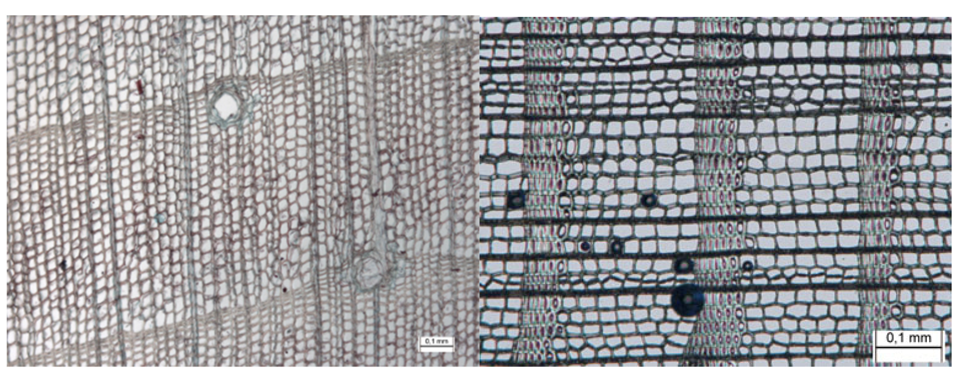Forests 13 00517 g011