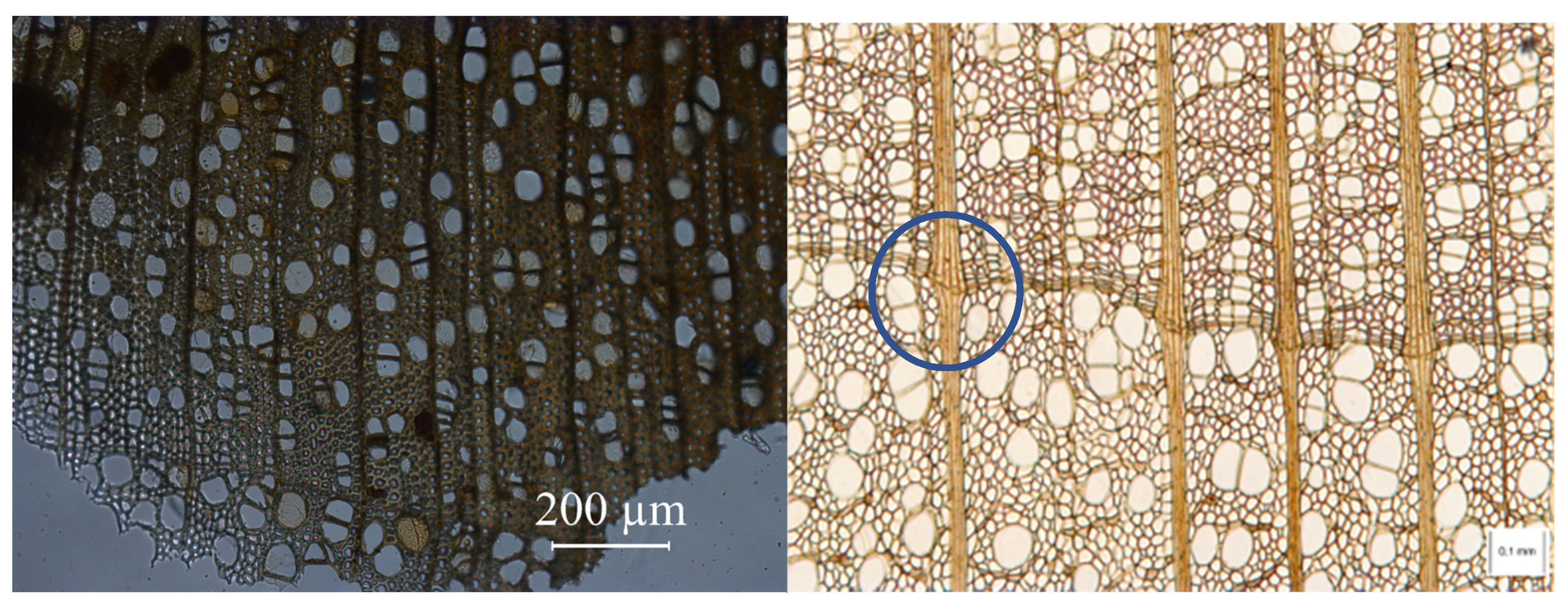 Forests 13 00517 g012