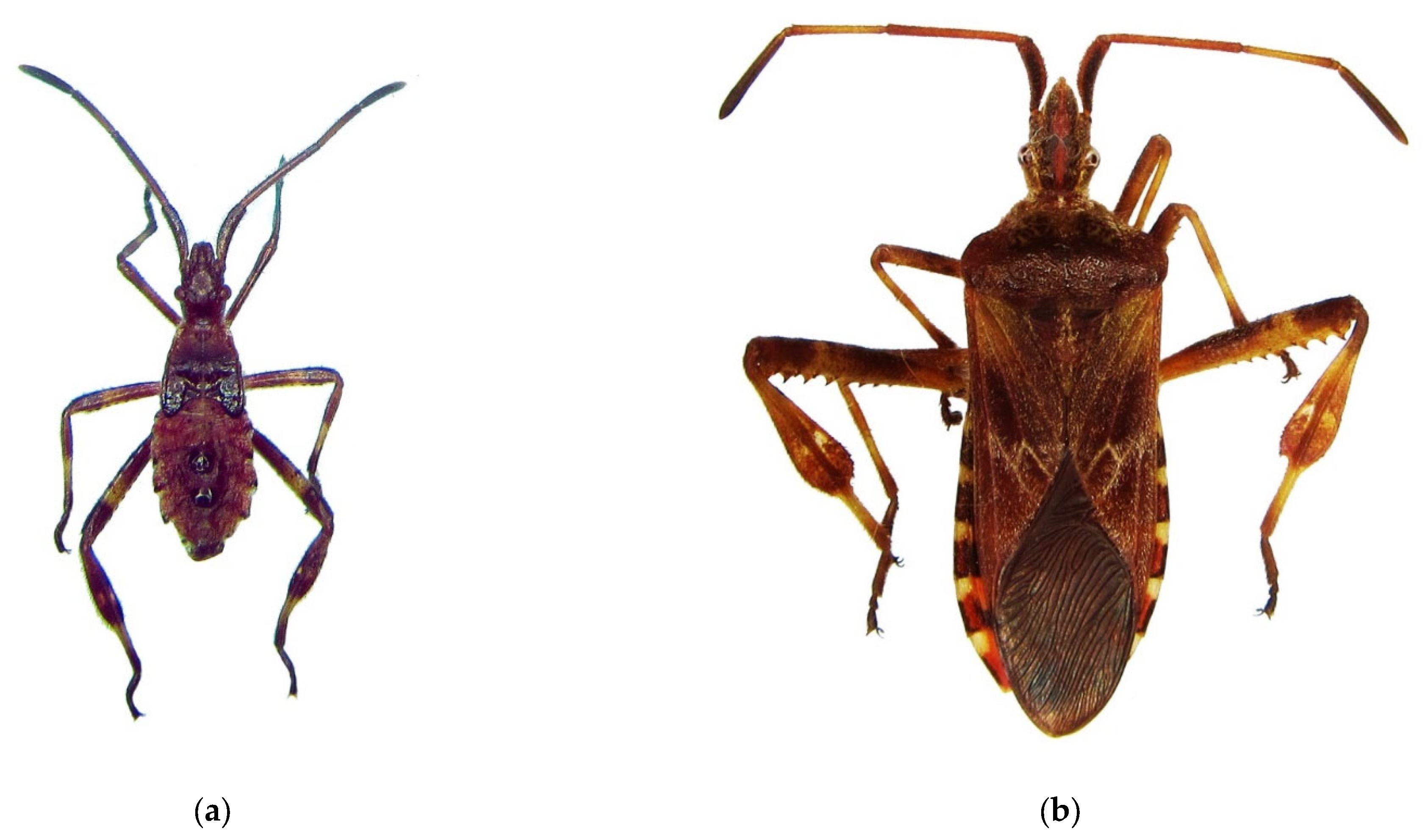 Forests 13 00521 g001a