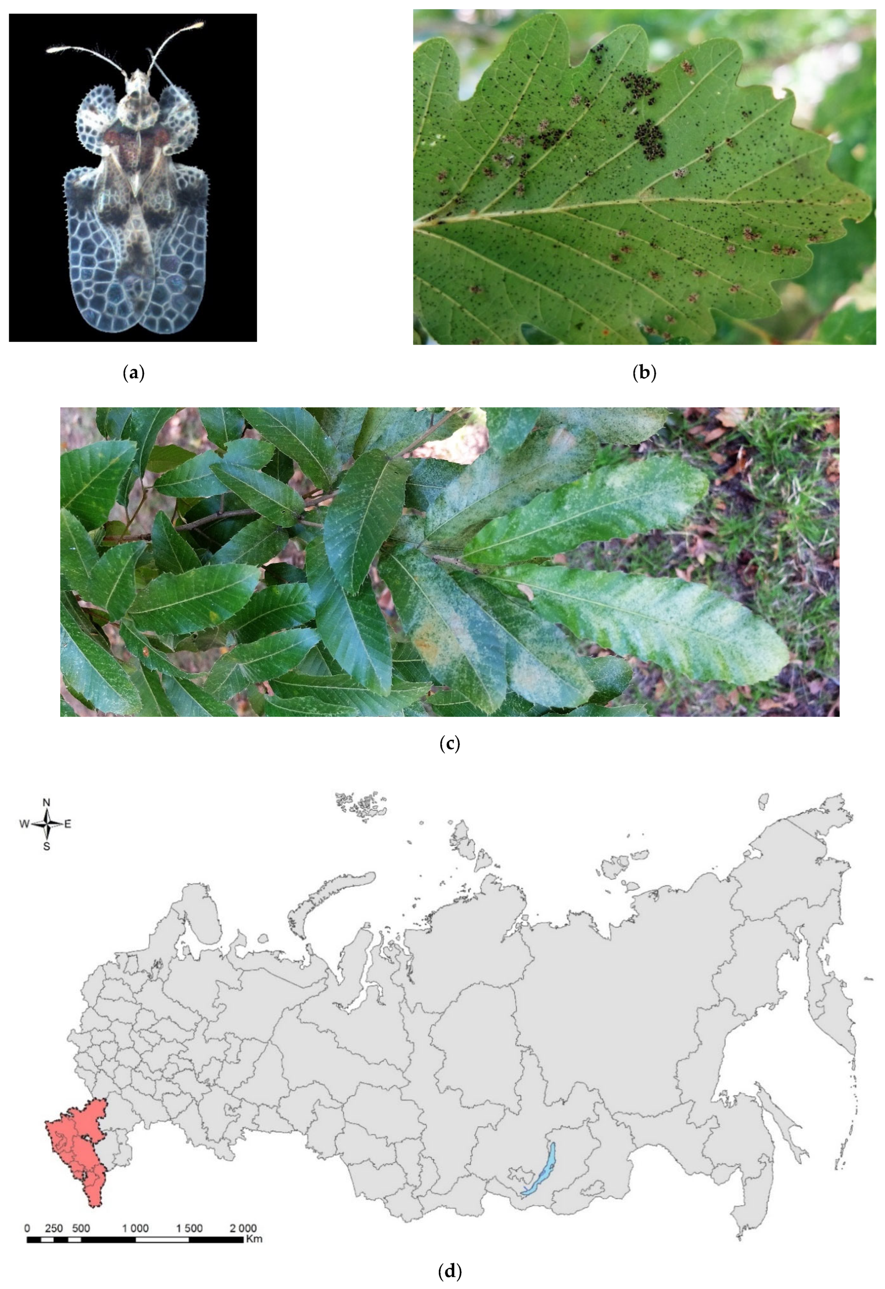 Forests 13 00521 g003