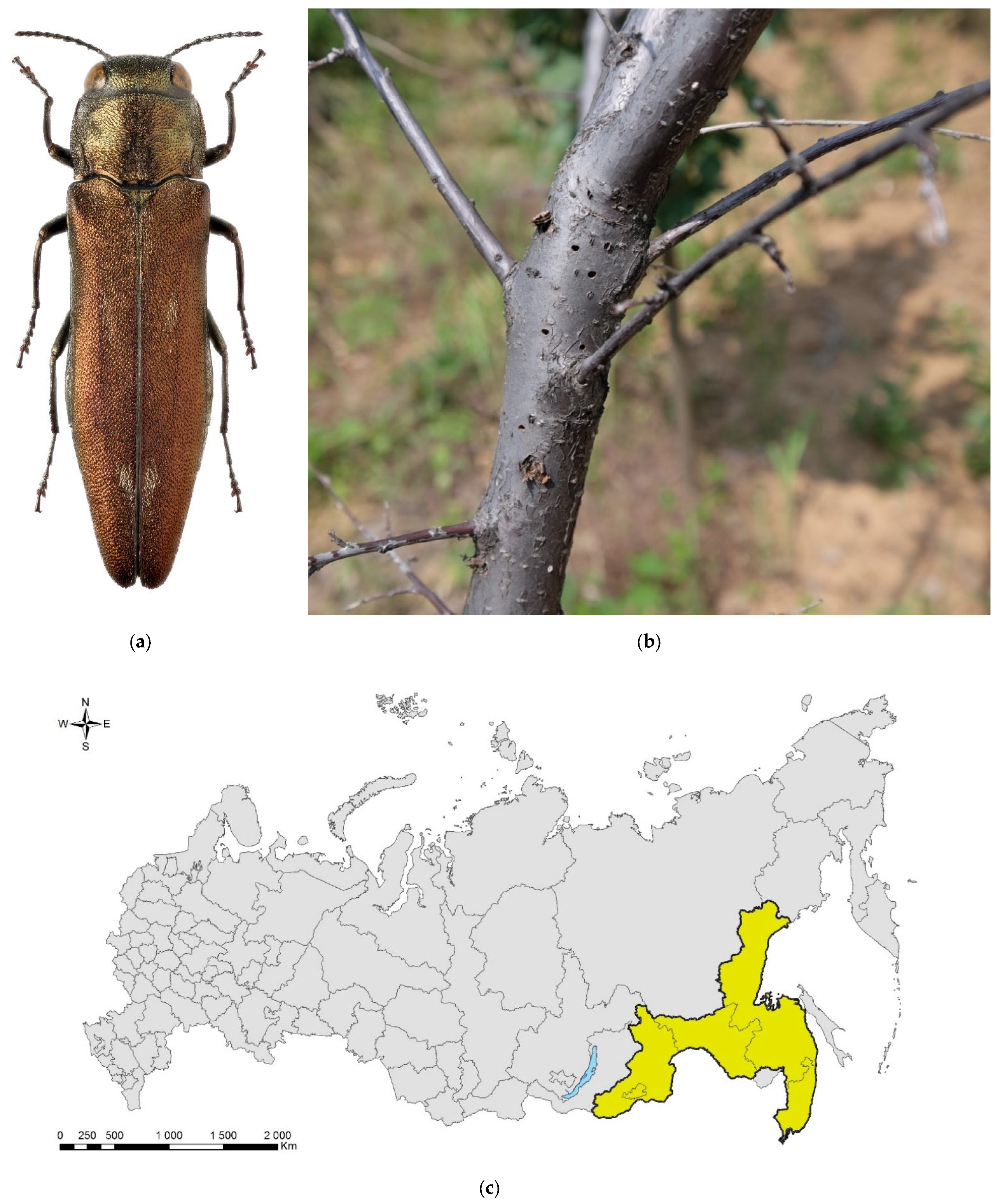 Forests 13 00521 g005