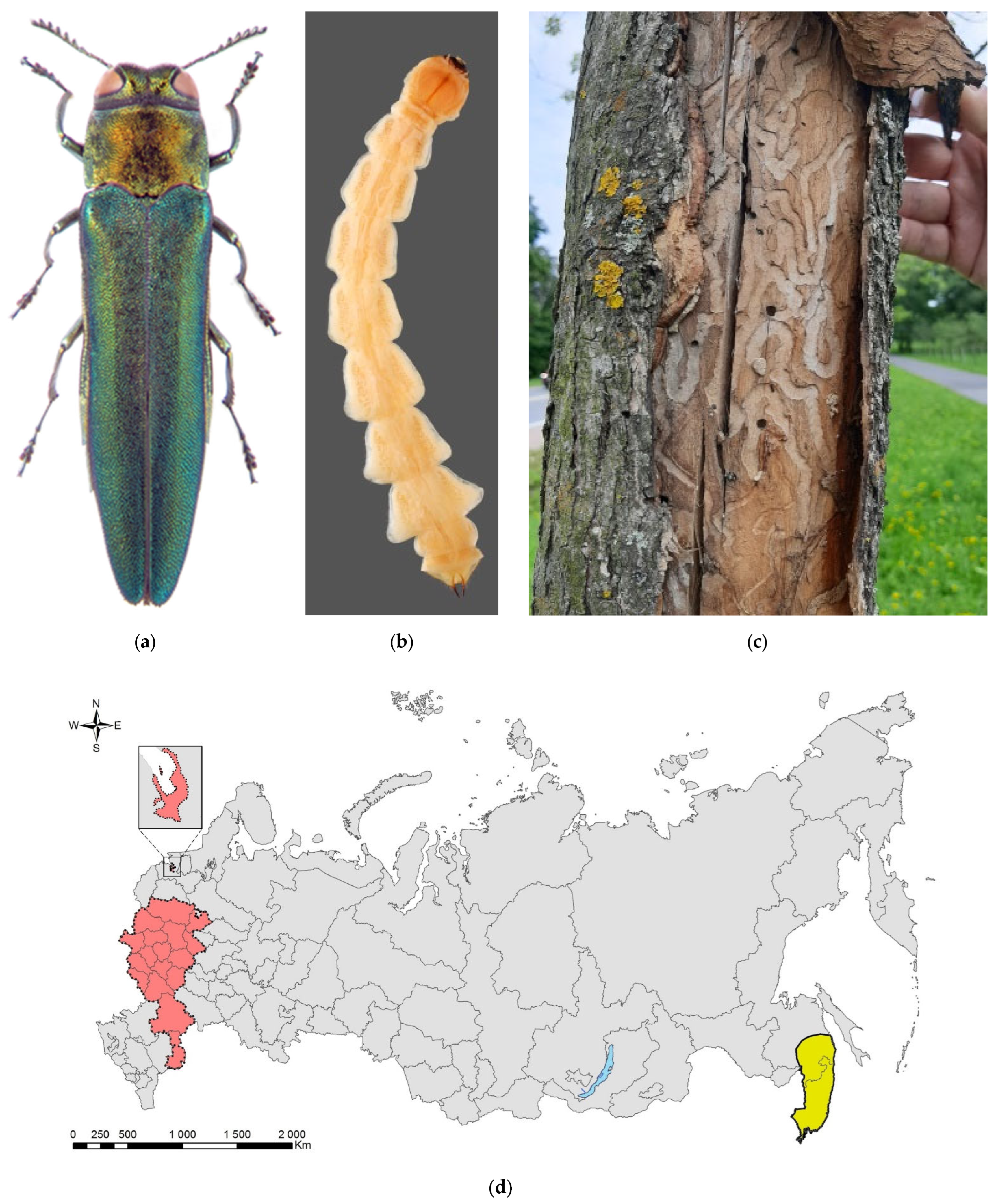 Forests 13 00521 g006