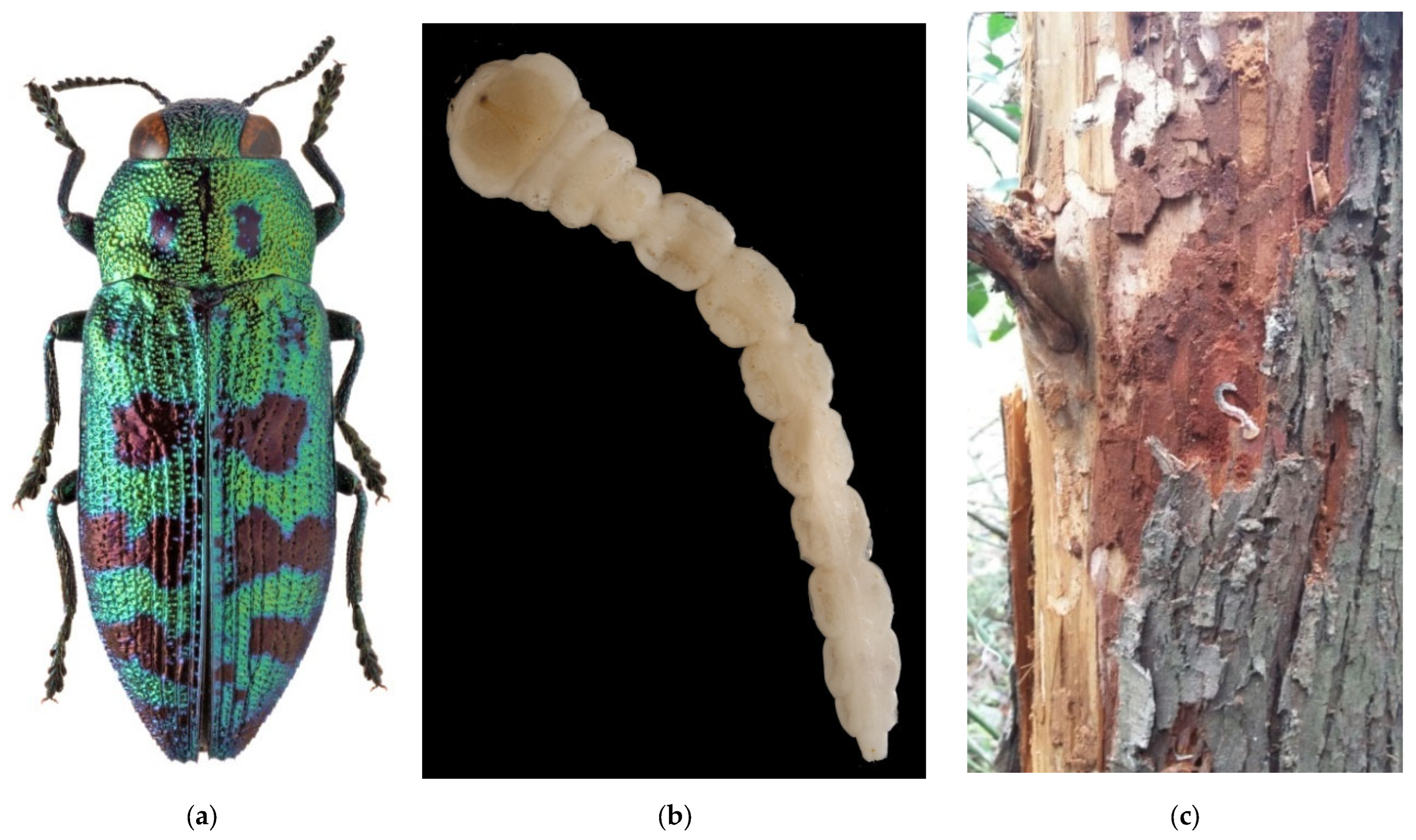 Forests 13 00521 g007a