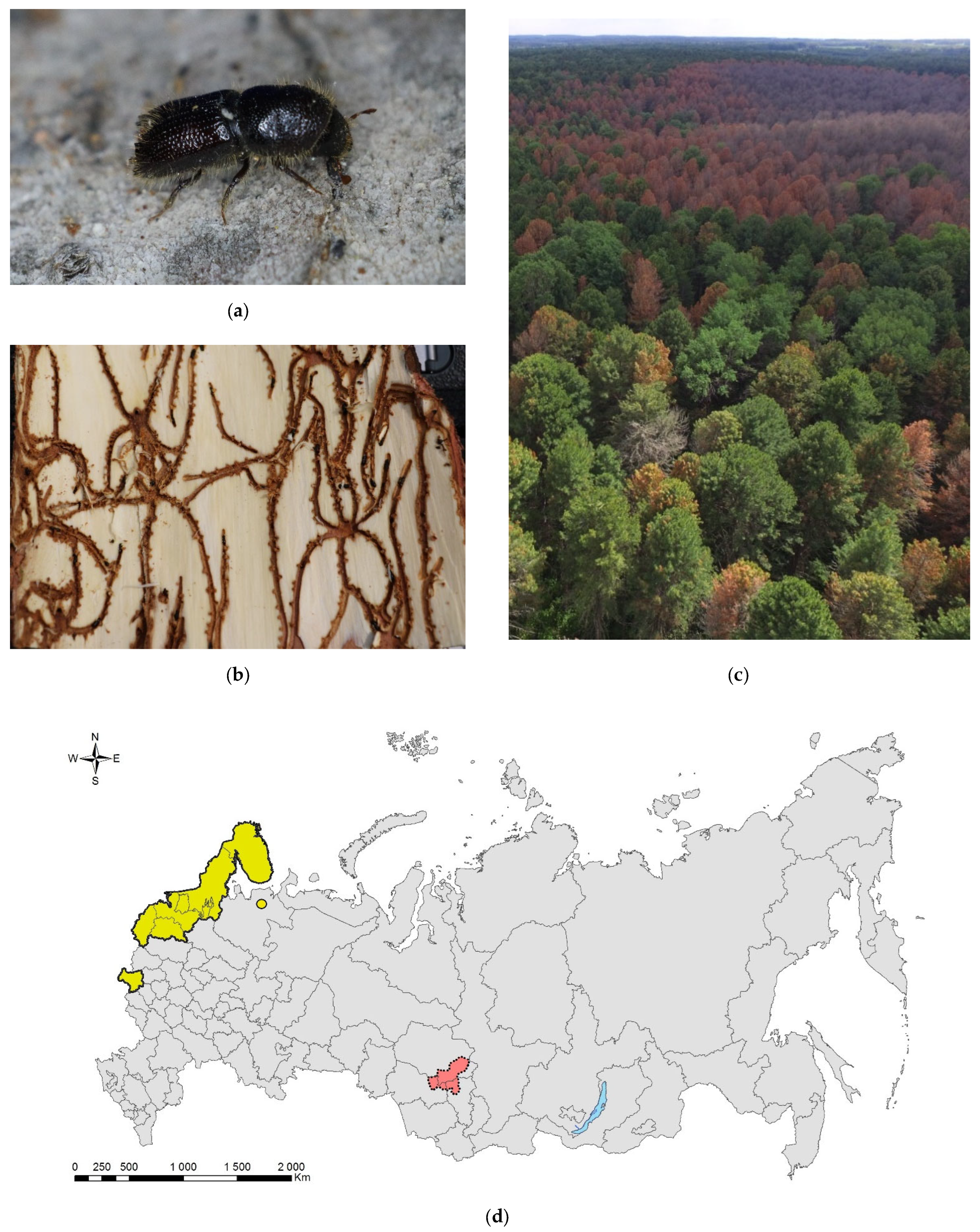 Forests 13 00521 g008