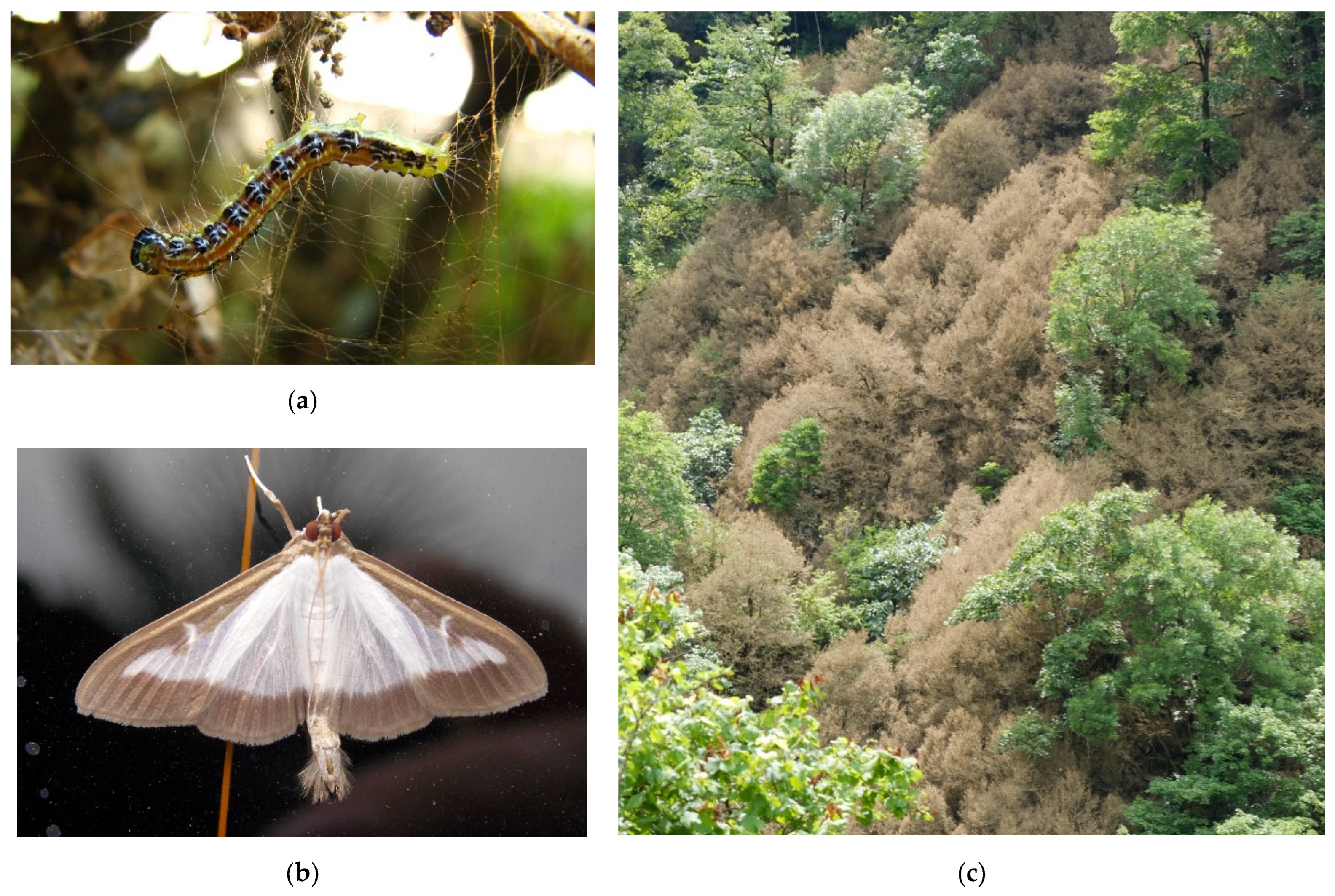 Forests 13 00521 g010a