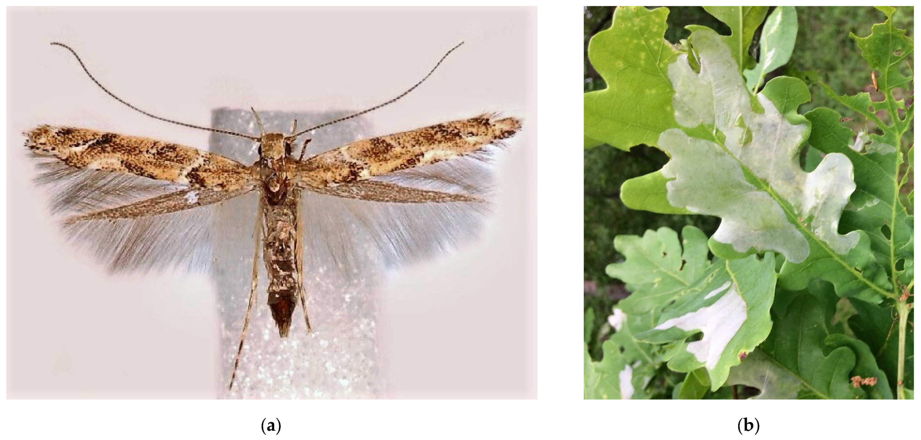 Forests 13 00521 g011a